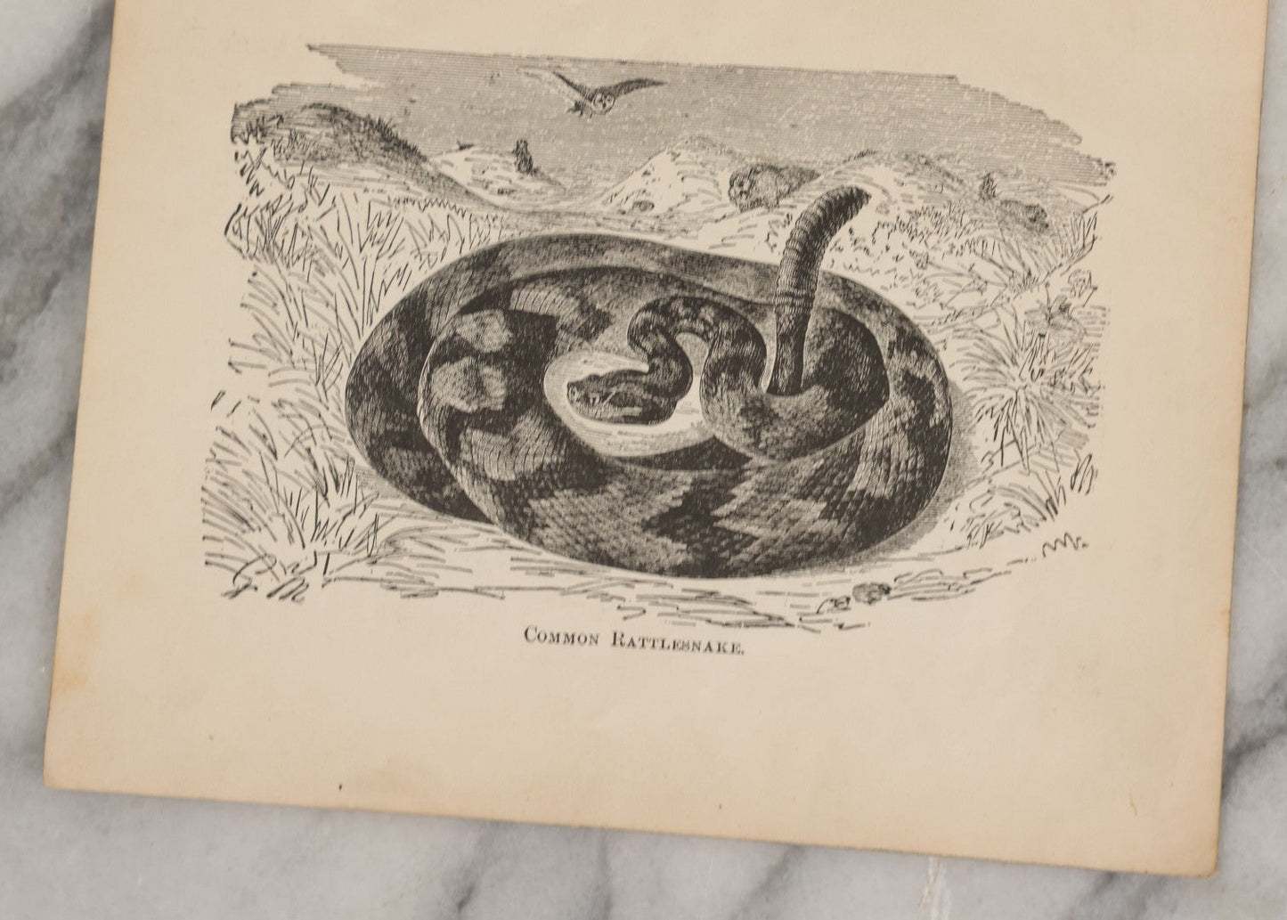 Lot 045 - Grouping Of Seven Late 19th Century Natural History Animal Engraving Book Plates Including Primates, Reptiles, Birds, And Mammals