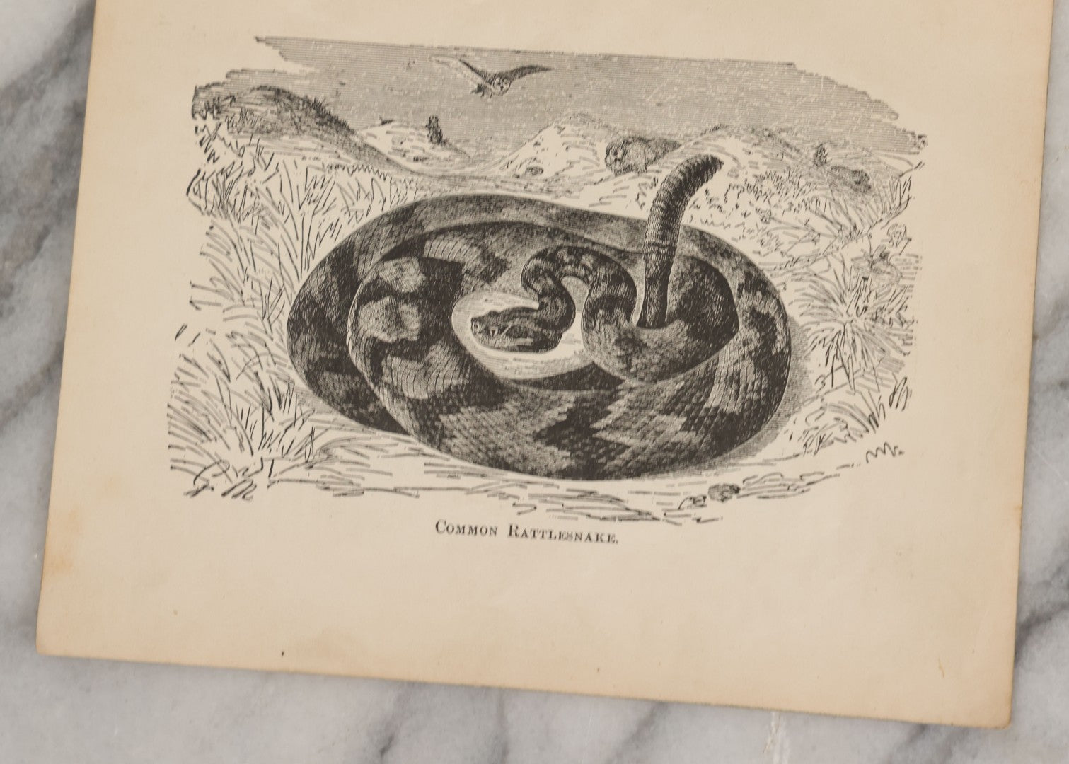 Lot 045 - Grouping Of Seven Late 19th Century Natural History Animal Engraving Book Plates Including Primates, Reptiles, Birds, And Mammals