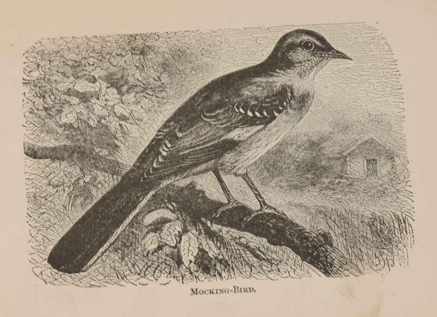 Lot 045 - Grouping Of Seven Late 19th Century Natural History Animal Engraving Book Plates Including Primates, Reptiles, Birds, And Mammals