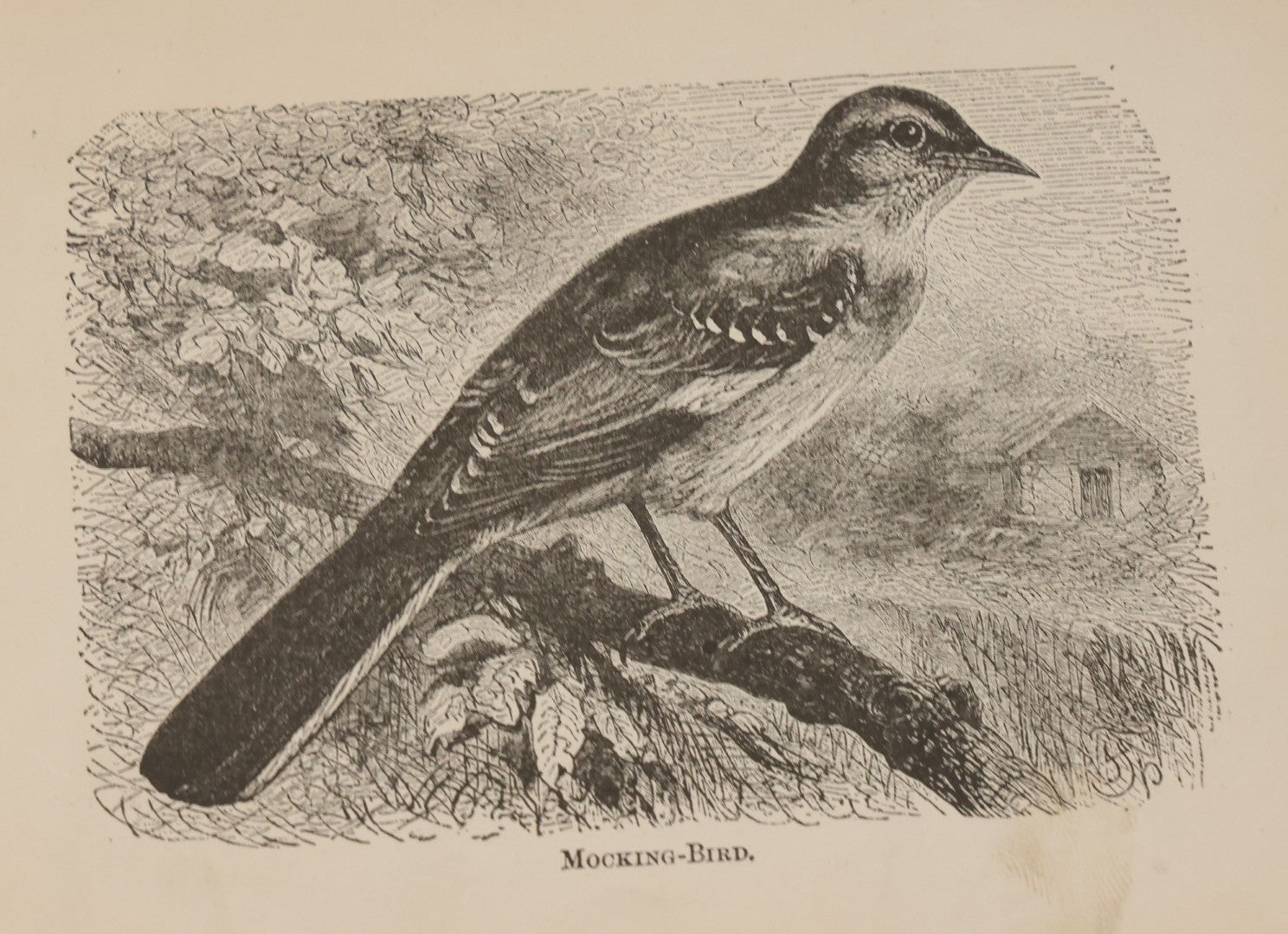 Lot 045 - Grouping Of Seven Late 19th Century Natural History Animal Engraving Book Plates Including Primates, Reptiles, Birds, And Mammals