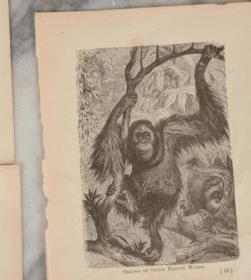 Lot 045 - Grouping Of Seven Late 19th Century Natural History Animal Engraving Book Plates Including Primates, Reptiles, Birds, And Mammals