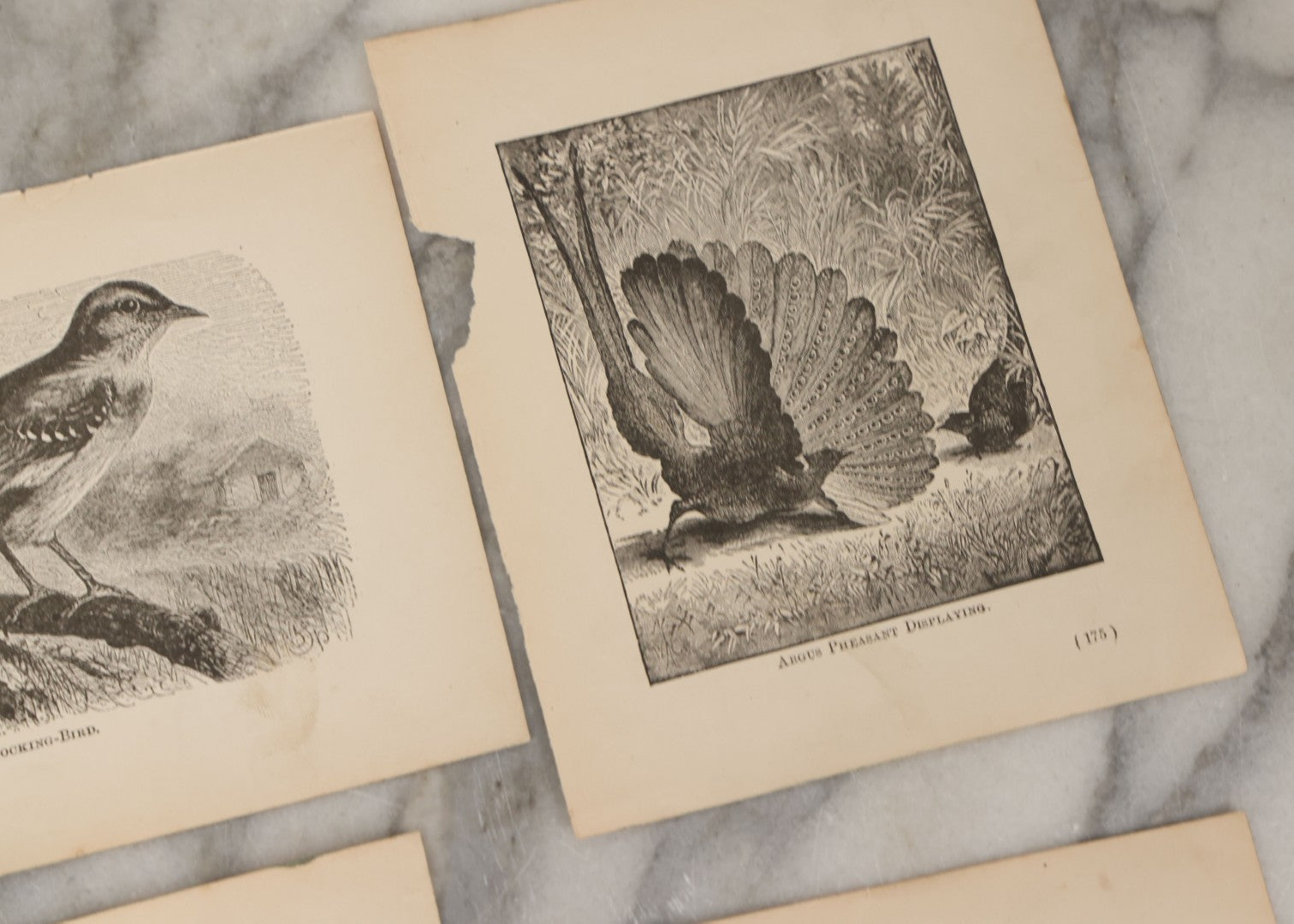 Lot 045 - Grouping Of Seven Late 19th Century Natural History Animal Engraving Book Plates Including Primates, Reptiles, Birds, And Mammals