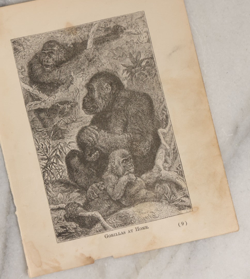 Lot 045 - Grouping Of Seven Late 19th Century Natural History Animal Engraving Book Plates Including Primates, Reptiles, Birds, And Mammals