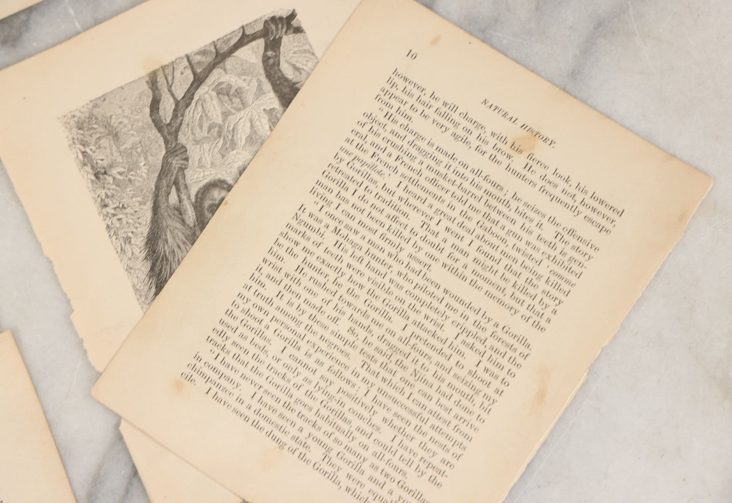 Lot 045 - Grouping Of Seven Late 19th Century Natural History Animal Engraving Book Plates Including Primates, Reptiles, Birds, And Mammals