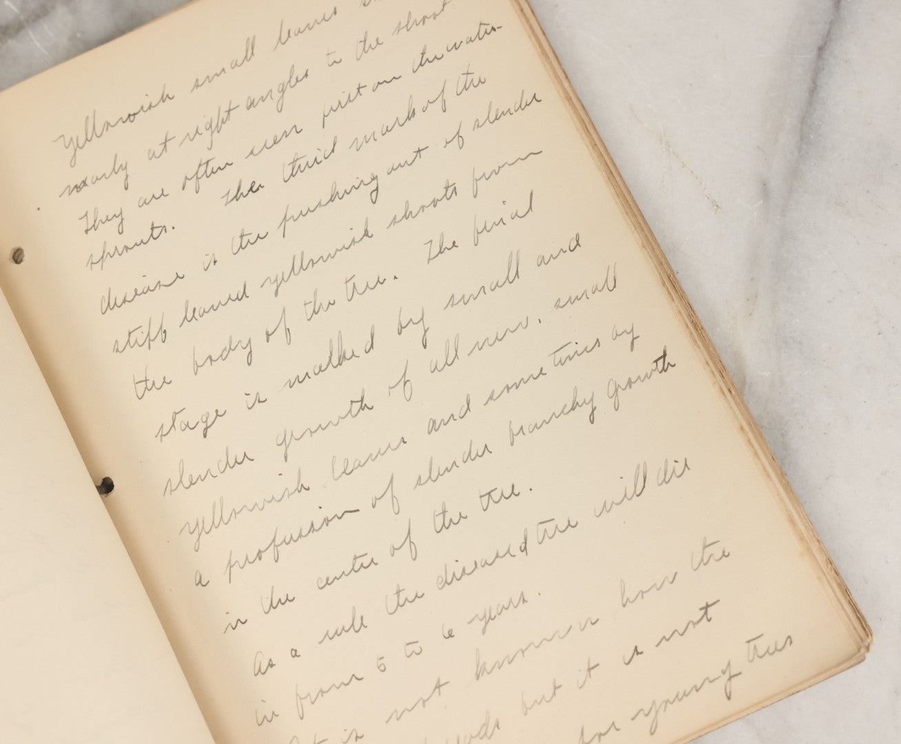 Lot 046 - Antique New Hampshire College Course Notebook For "Plant Diseases And Their Remedies" Having Belonged To Arthur G. Dunn, Durham And Harrisville, New Hampshire, 1904, With Handwritten Notes Taken In Course Of Study