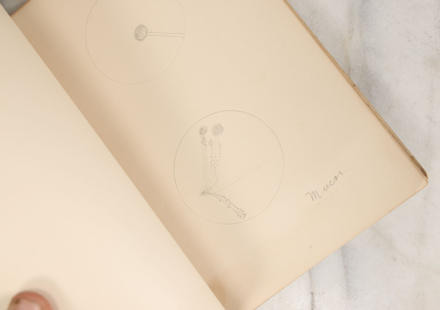 Lot 046 - Antique New Hampshire College Course Notebook For "Plant Diseases And Their Remedies" Having Belonged To Arthur G. Dunn, Durham And Harrisville, New Hampshire, 1904, With Handwritten Notes Taken In Course Of Study