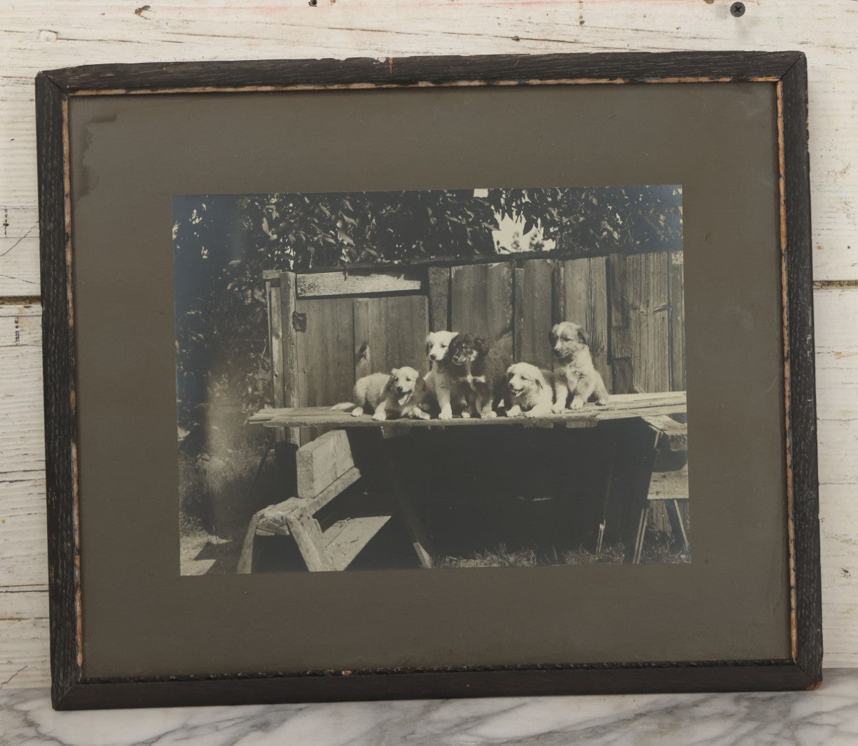Lot 064 - Antique Boarded Photograph Of Five Happy Puppies Sitting On Lumber In Front Of Fence, In Frame, 16-1/2" x 13-5/8"