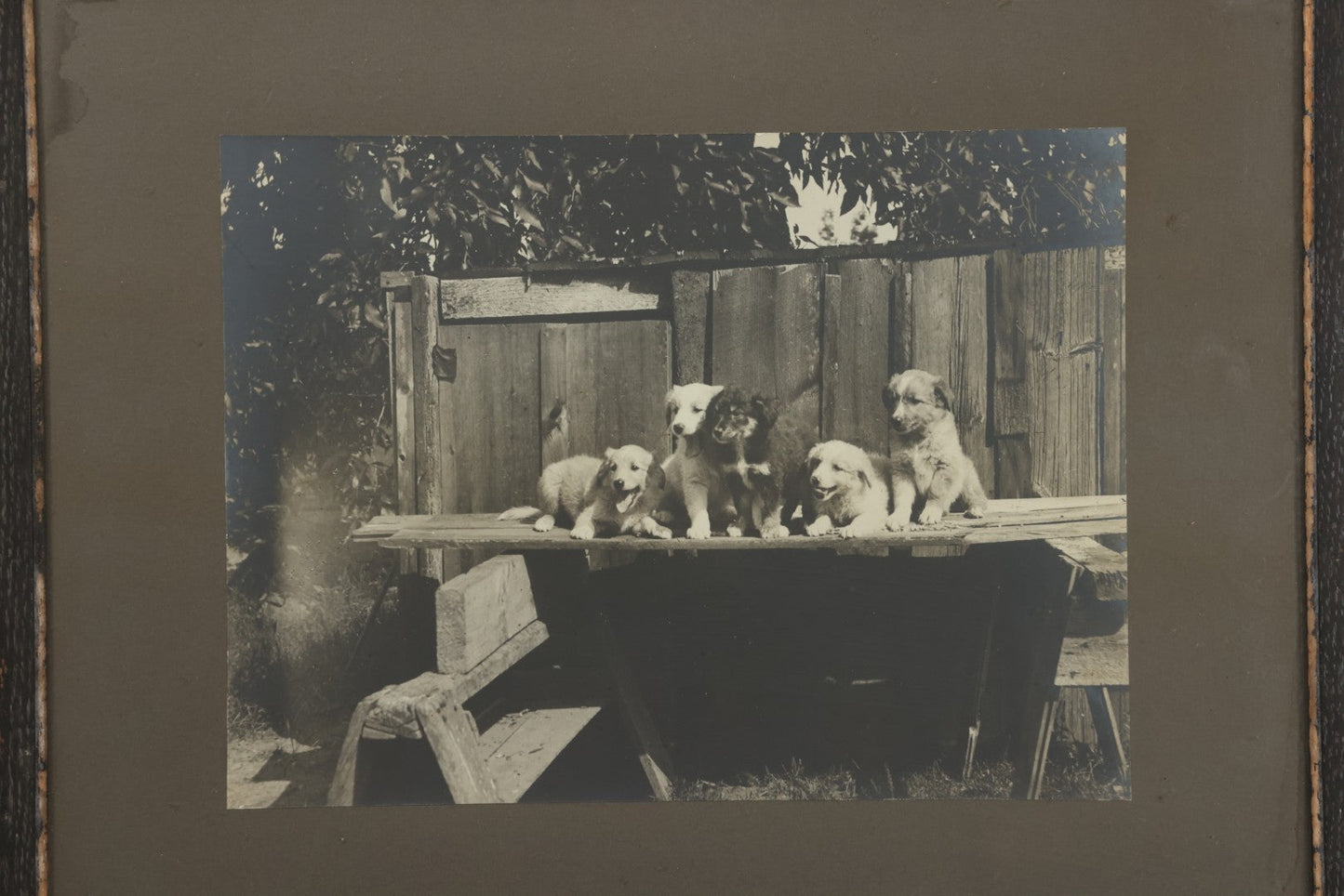 Lot 064 - Antique Boarded Photograph Of Five Happy Puppies Sitting On Lumber In Front Of Fence, In Frame, 16-1/2" x 13-5/8"