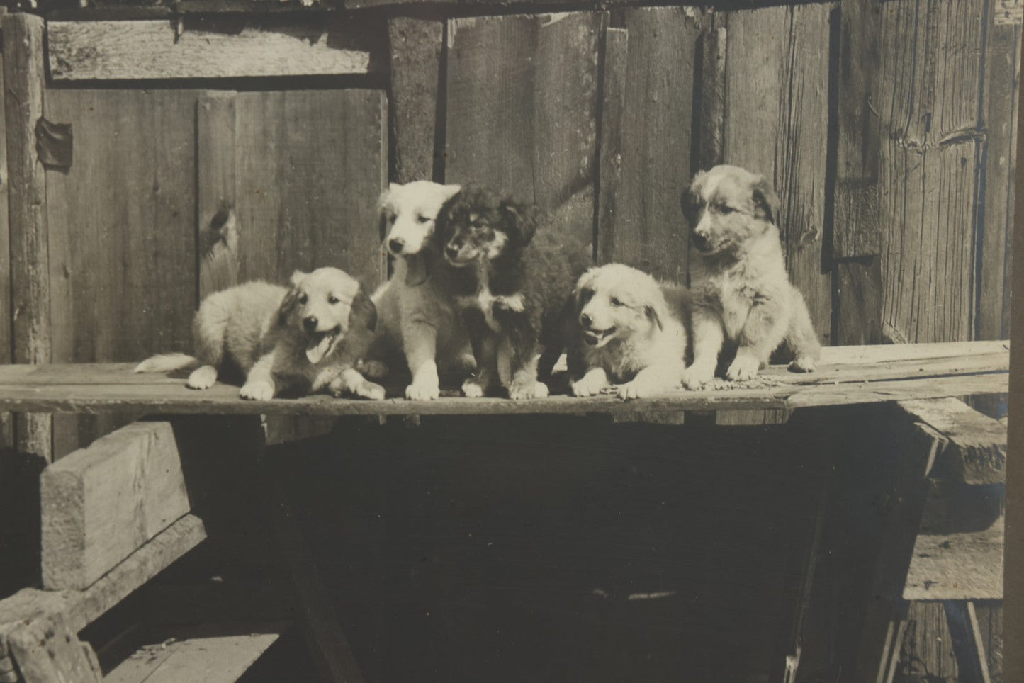 Lot 064 - Antique Boarded Photograph Of Five Happy Puppies Sitting On Lumber In Front Of Fence, In Frame, 16-1/2" x 13-5/8"