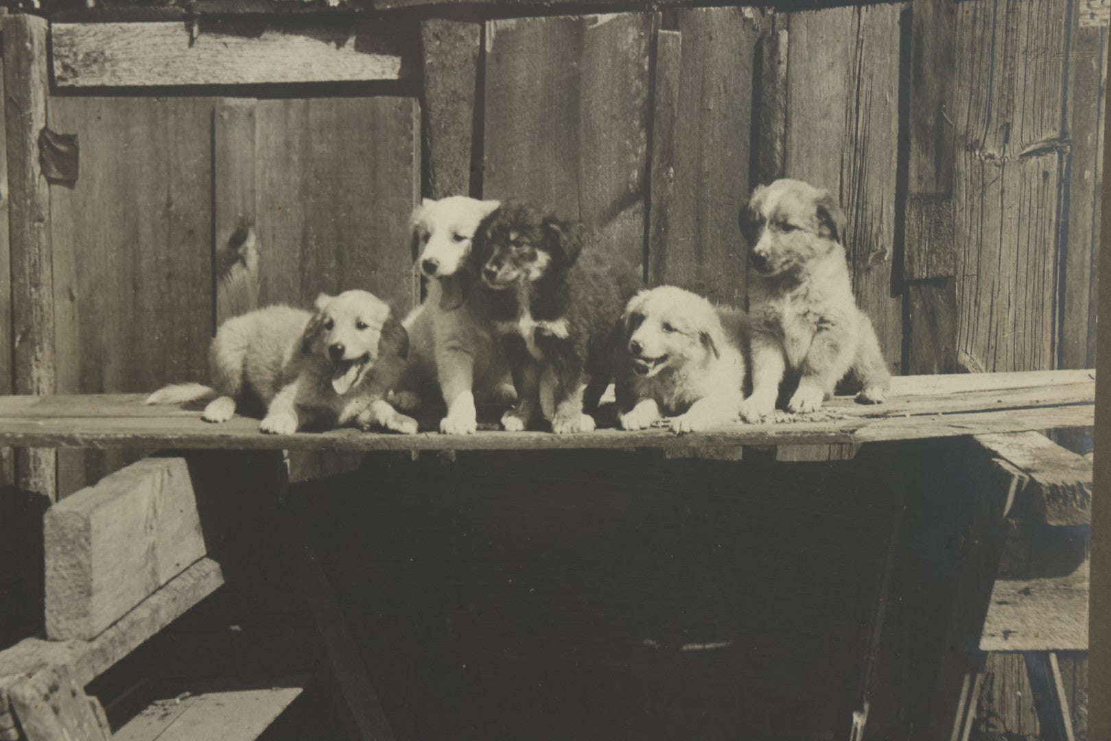 Lot 064 - Antique Boarded Photograph Of Five Happy Puppies Sitting On Lumber In Front Of Fence, In Frame, 16-1/2" x 13-5/8"