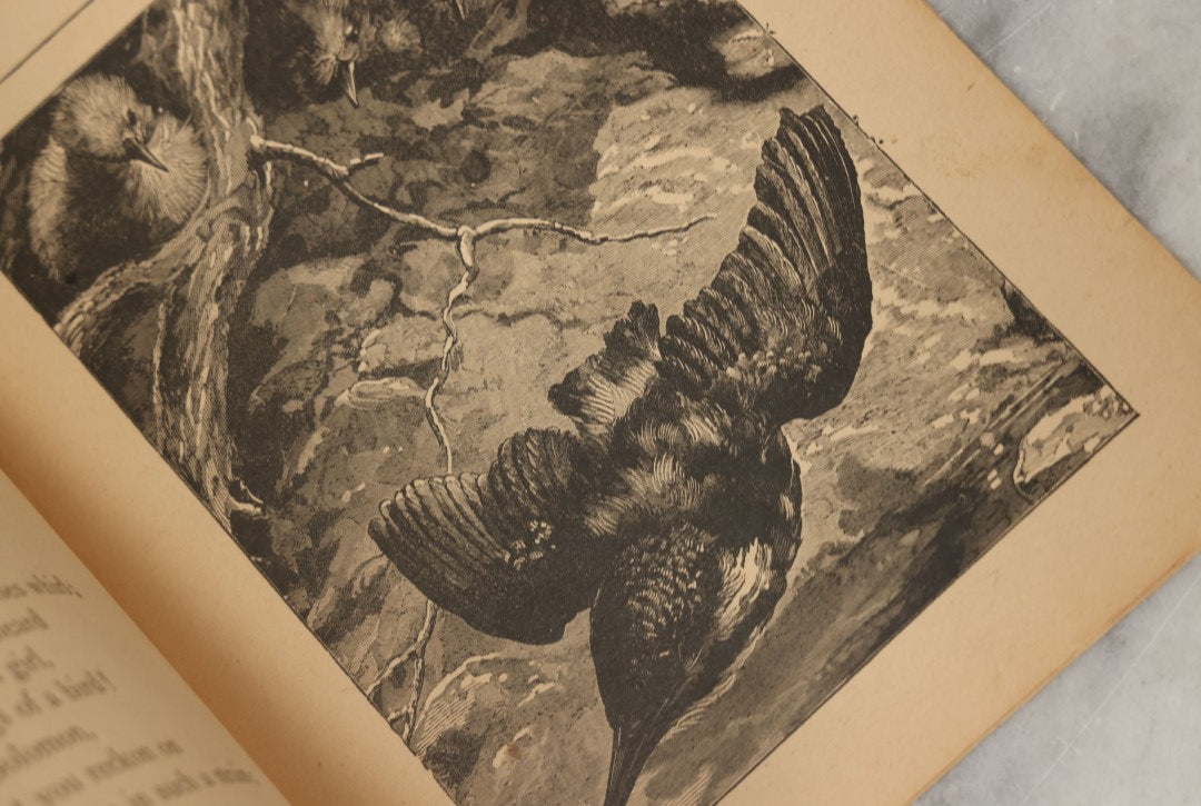 Lot 100 - Pair Of Antique Childrens Booklets Including "Hop O'My Thumb" With Lithograph Cover And "Nice Little Stories," Circa 1895