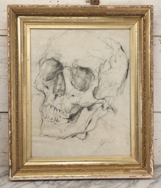 Lot 003 - Vintage Hand-Drawn Academic Human Skull Study, Charcoal On Paper, With Expressive Line Work, In Worn Antique Gilt Frame, 20-1/2" x 24-1/2"