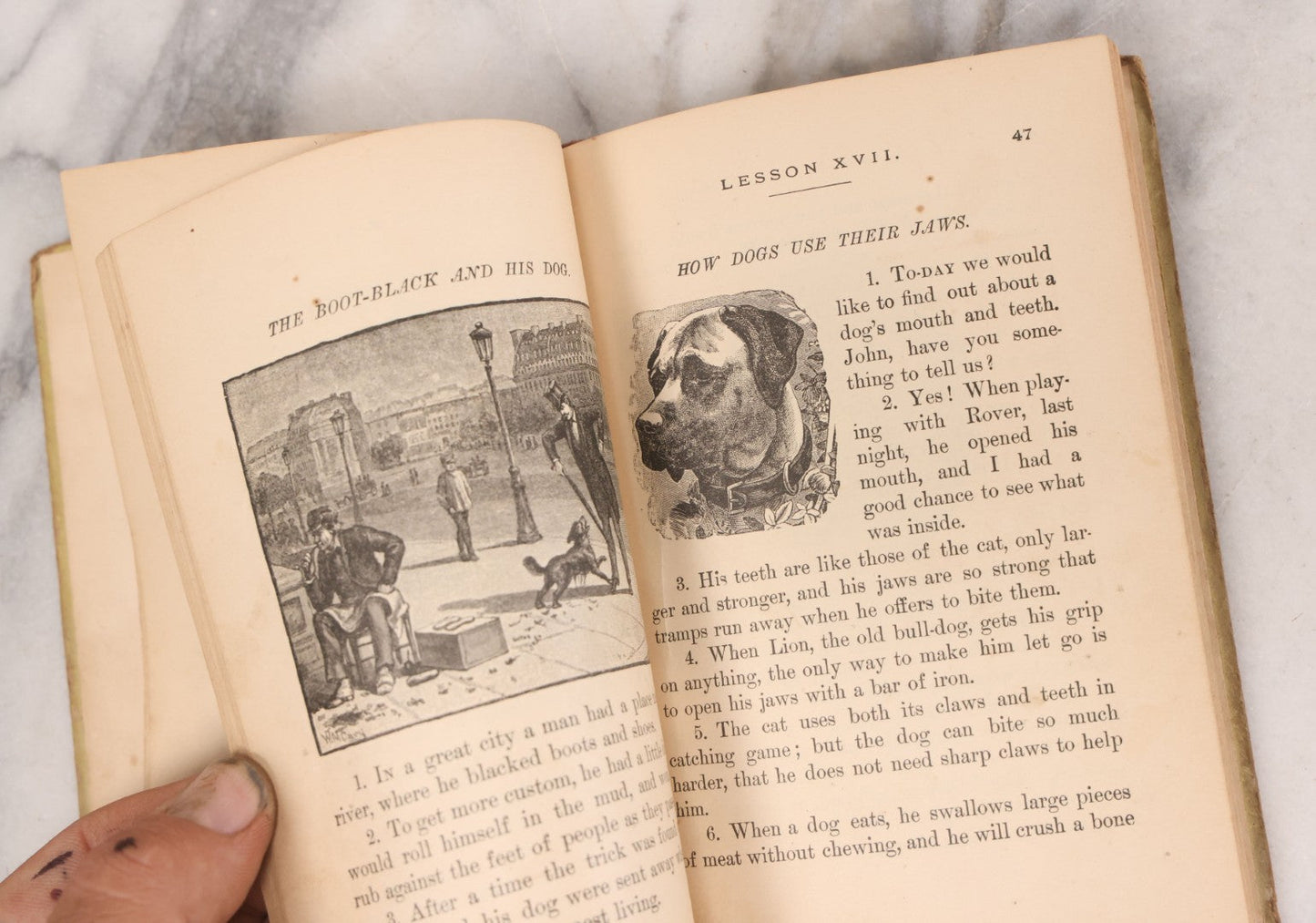 Lot 056 - Pair Of Antique Illustrated Children's Books By James Johonnot, Including "Book Of Cats And Dogs (1884) And "Neighbors With Wings And Fins" (1885), American Book Company, Publishers