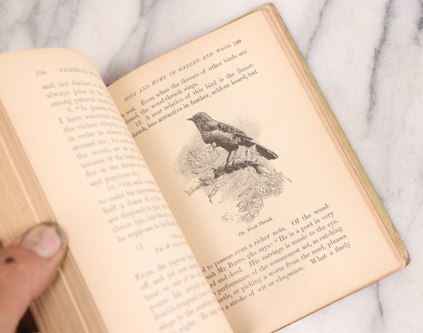 Lot 056 - Pair Of Antique Illustrated Children's Books By James Johonnot, Including "Book Of Cats And Dogs (1884) And "Neighbors With Wings And Fins" (1885), American Book Company, Publishers