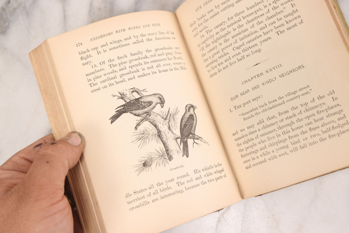 Lot 056 - Pair Of Antique Illustrated Children's Books By James Johonnot, Including "Book Of Cats And Dogs (1884) And "Neighbors With Wings And Fins" (1885), American Book Company, Publishers