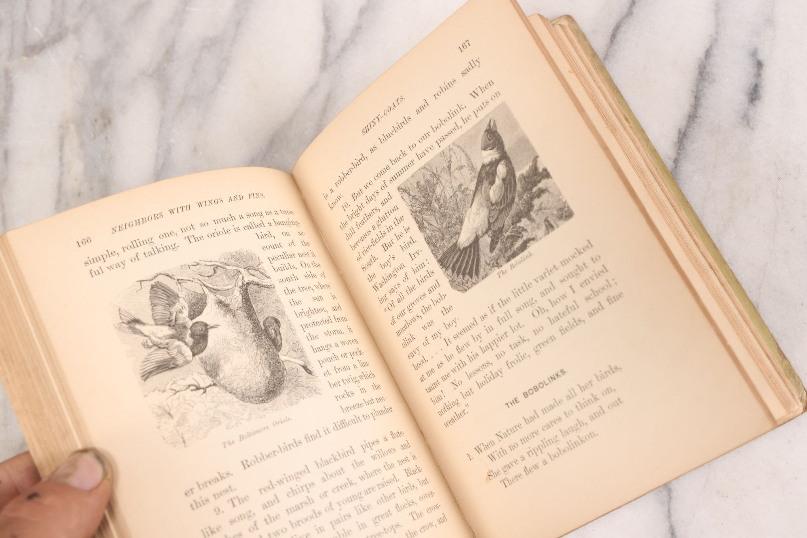 Lot 056 - Pair Of Antique Illustrated Children's Books By James Johonnot, Including "Book Of Cats And Dogs (1884) And "Neighbors With Wings And Fins" (1885), American Book Company, Publishers