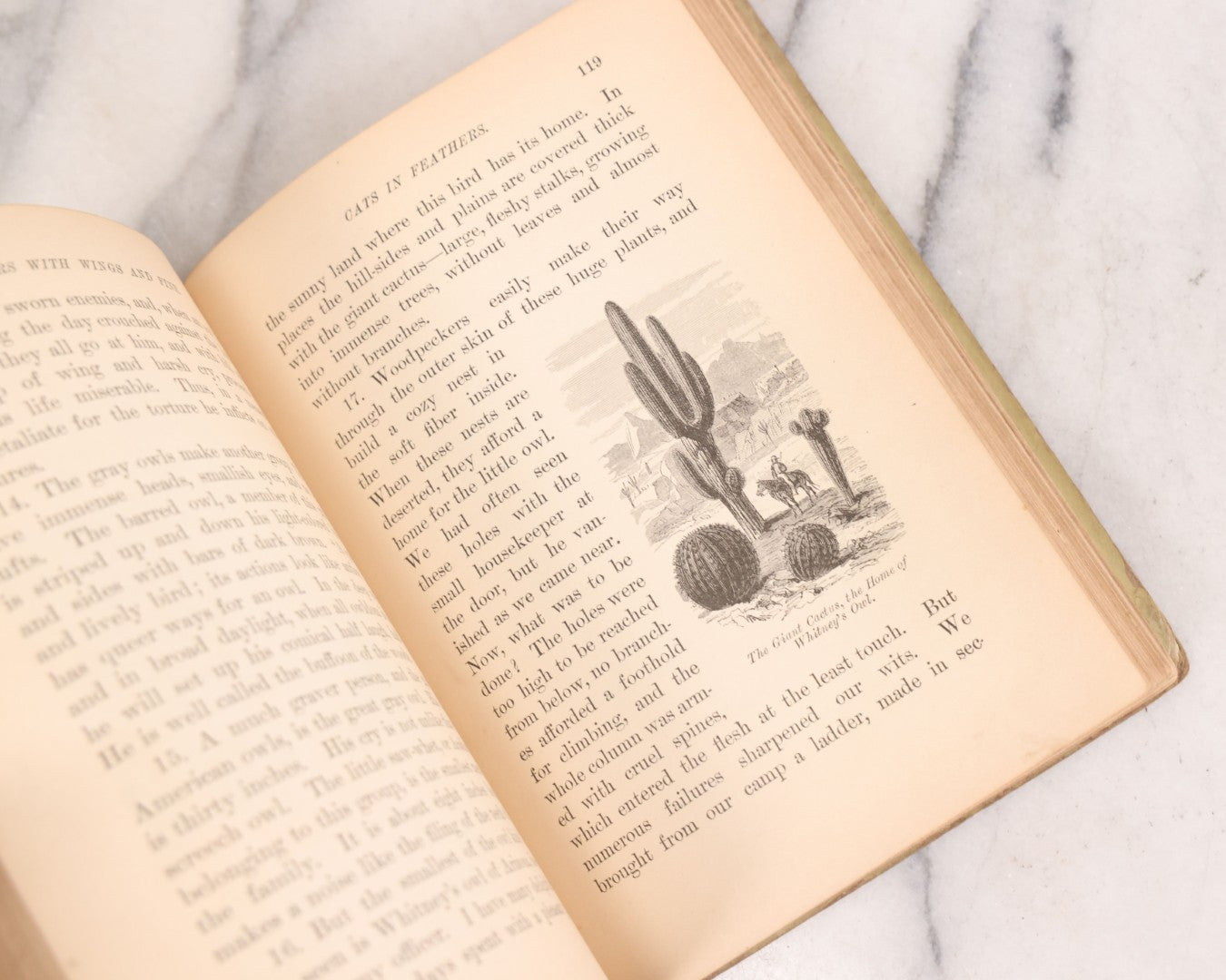 Lot 056 - Pair Of Antique Illustrated Children's Books By James Johonnot, Including "Book Of Cats And Dogs (1884) And "Neighbors With Wings And Fins" (1885), American Book Company, Publishers