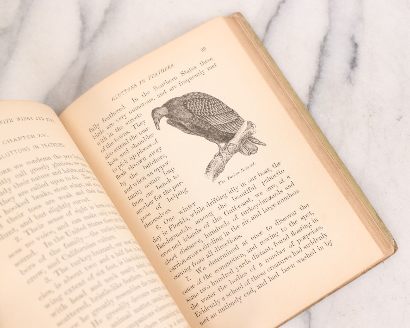 Lot 056 - Pair Of Antique Illustrated Children's Books By James Johonnot, Including "Book Of Cats And Dogs (1884) And "Neighbors With Wings And Fins" (1885), American Book Company, Publishers