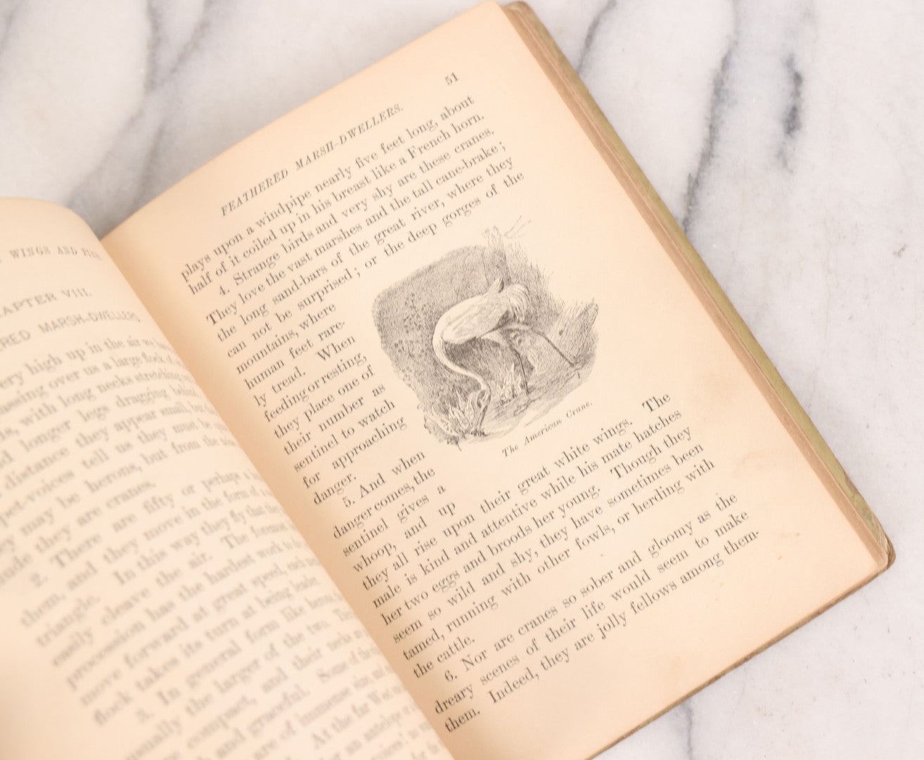 Lot 056 - Pair Of Antique Illustrated Children's Books By James Johonnot, Including "Book Of Cats And Dogs (1884) And "Neighbors With Wings And Fins" (1885), American Book Company, Publishers