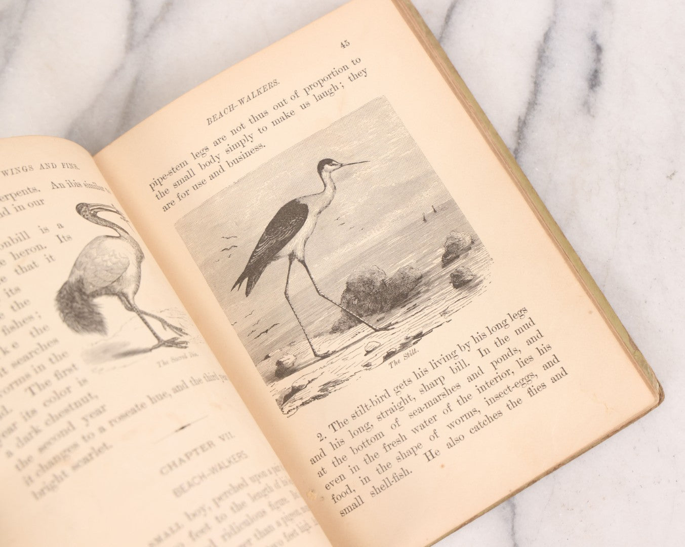 Lot 056 - Pair Of Antique Illustrated Children's Books By James Johonnot, Including "Book Of Cats And Dogs (1884) And "Neighbors With Wings And Fins" (1885), American Book Company, Publishers