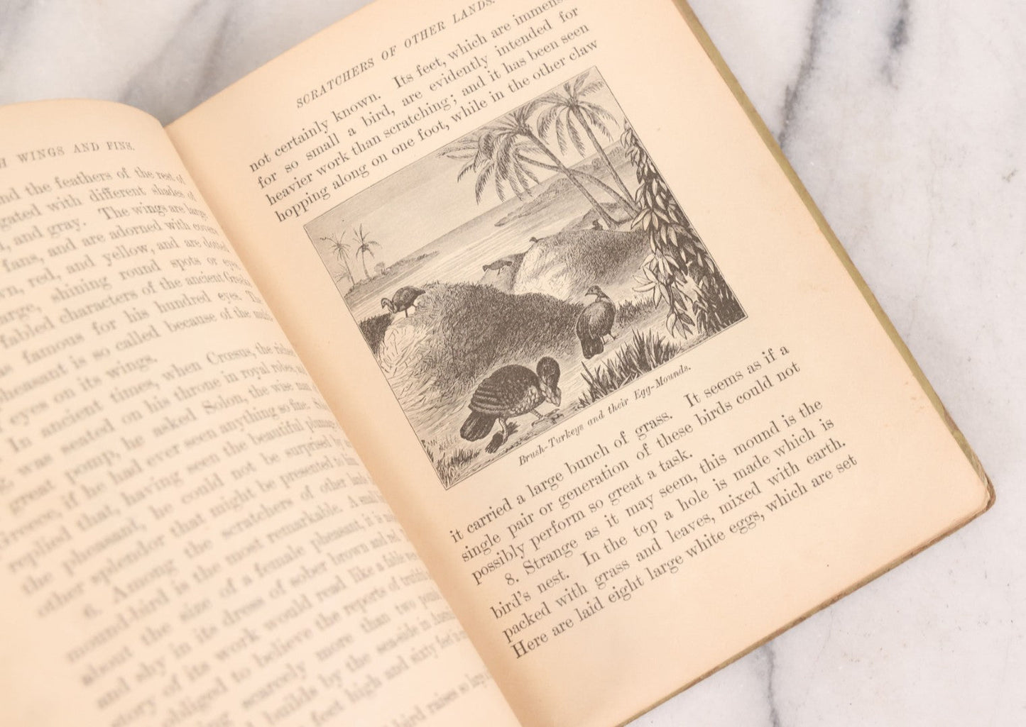 Lot 056 - Pair Of Antique Illustrated Children's Books By James Johonnot, Including "Book Of Cats And Dogs (1884) And "Neighbors With Wings And Fins" (1885), American Book Company, Publishers