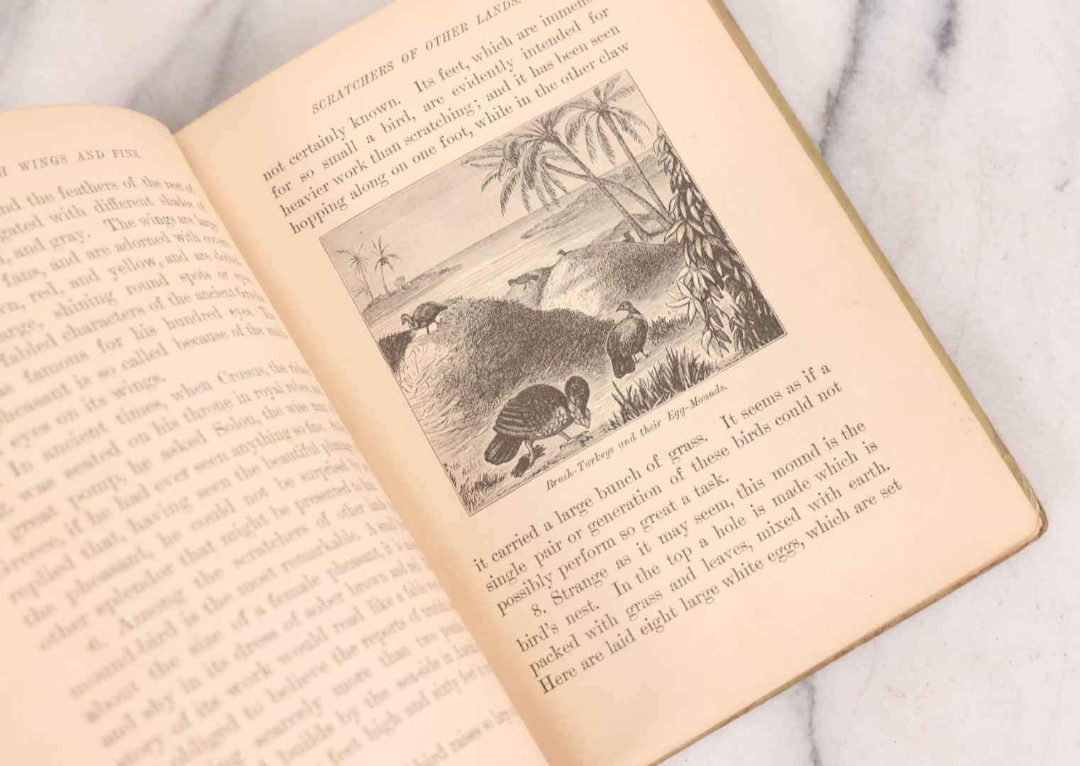 Lot 056 - Pair Of Antique Illustrated Children's Books By James Johonnot, Including "Book Of Cats And Dogs (1884) And "Neighbors With Wings And Fins" (1885), American Book Company, Publishers
