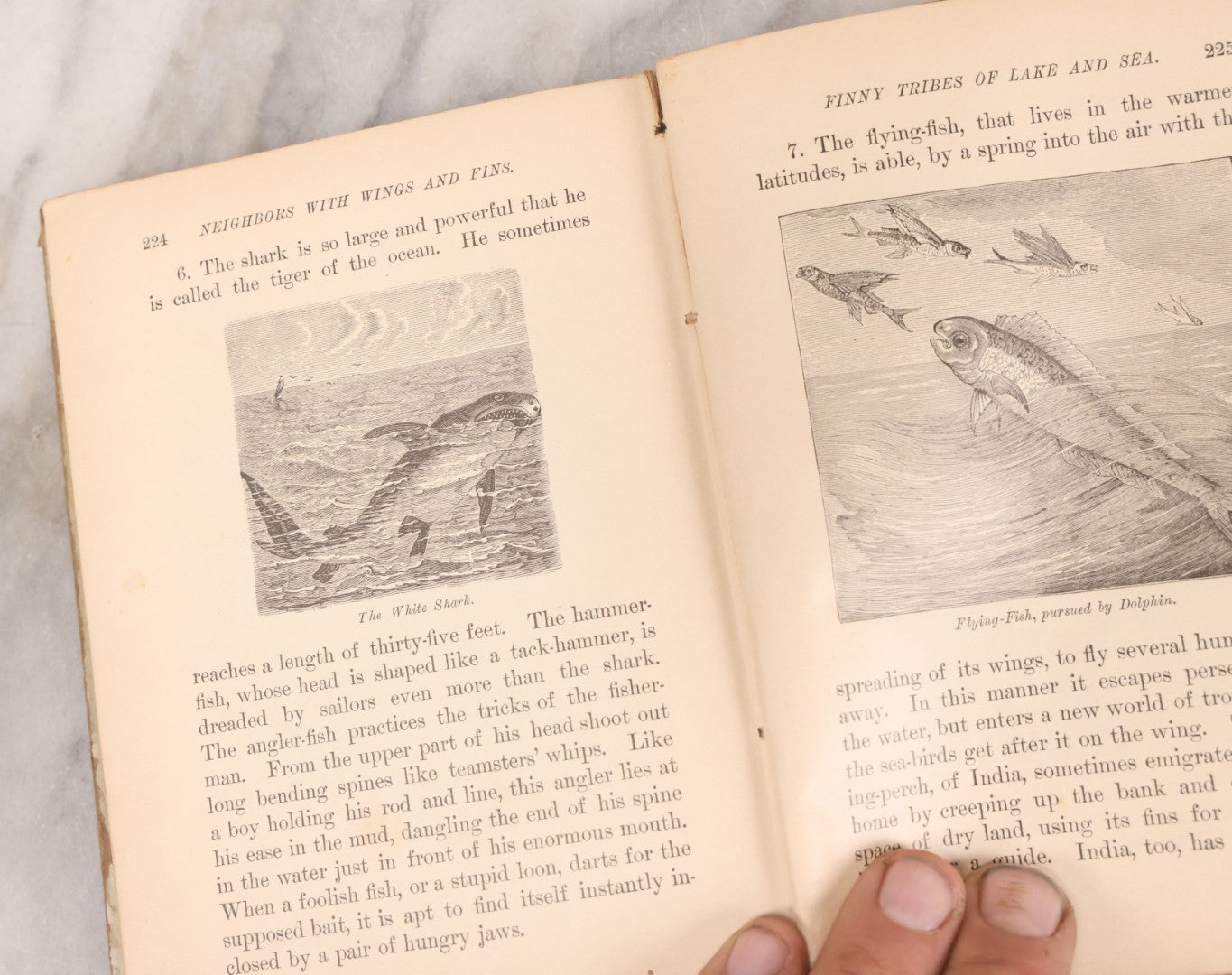 Lot 056 - Pair Of Antique Illustrated Children's Books By James Johonnot, Including "Book Of Cats And Dogs (1884) And "Neighbors With Wings And Fins" (1885), American Book Company, Publishers