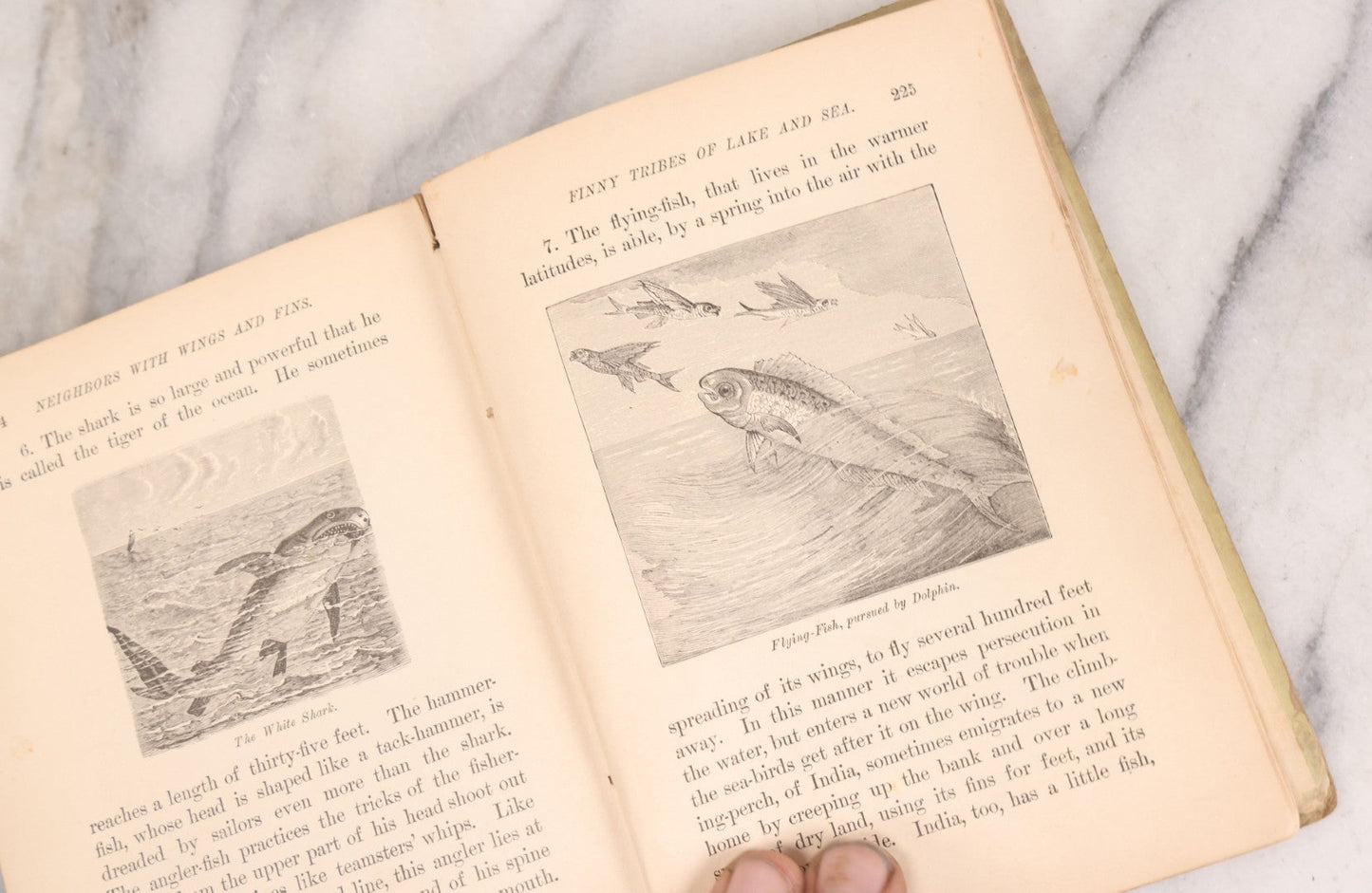 Lot 056 - Pair Of Antique Illustrated Children's Books By James Johonnot, Including "Book Of Cats And Dogs (1884) And "Neighbors With Wings And Fins" (1885), American Book Company, Publishers