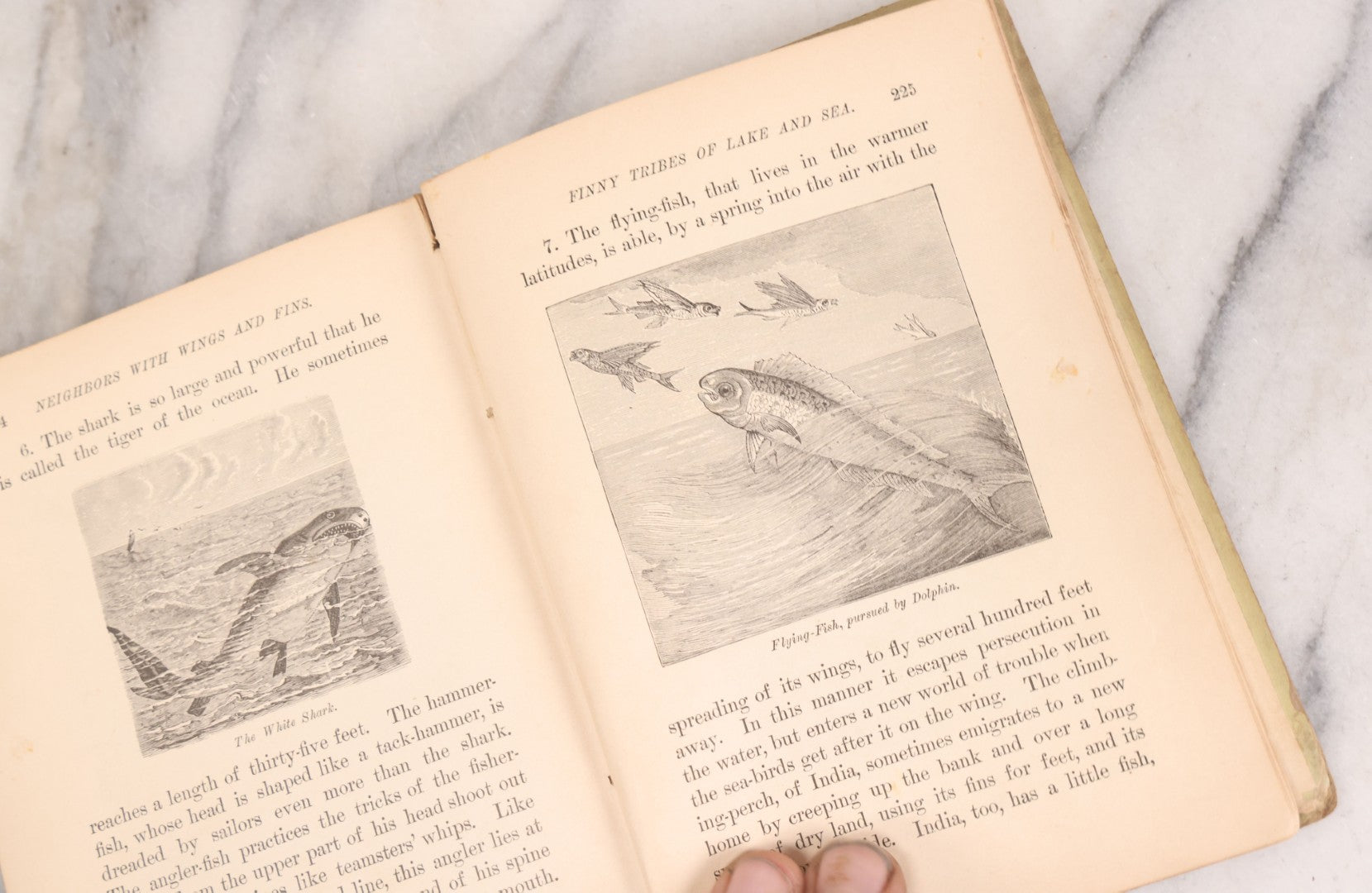 Lot 056 - Pair Of Antique Illustrated Children's Books By James Johonnot, Including "Book Of Cats And Dogs (1884) And "Neighbors With Wings And Fins" (1885), American Book Company, Publishers