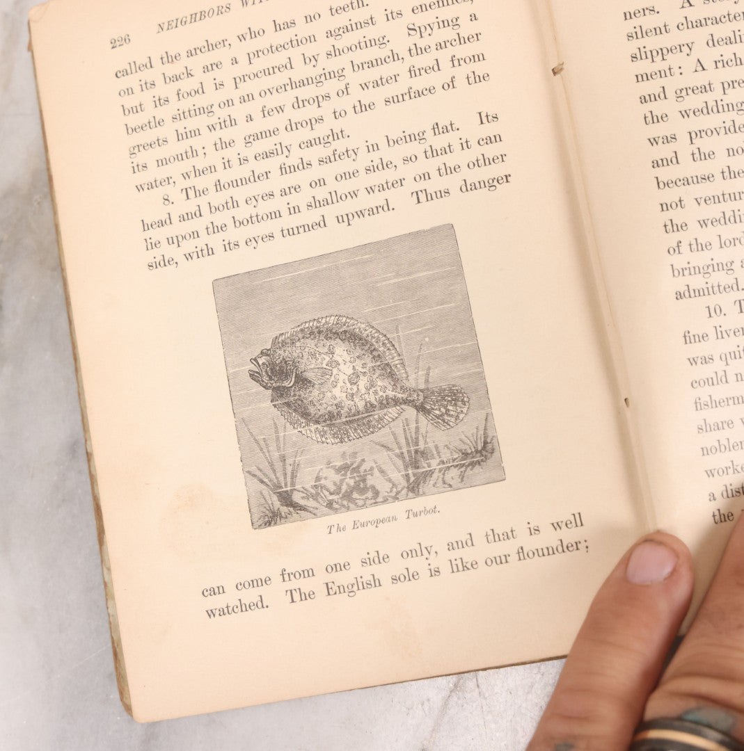 Lot 056 - Pair Of Antique Illustrated Children's Books By James Johonnot, Including "Book Of Cats And Dogs (1884) And "Neighbors With Wings And Fins" (1885), American Book Company, Publishers
