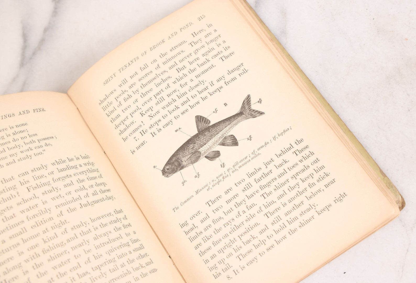 Lot 056 - Pair Of Antique Illustrated Children's Books By James Johonnot, Including "Book Of Cats And Dogs (1884) And "Neighbors With Wings And Fins" (1885), American Book Company, Publishers