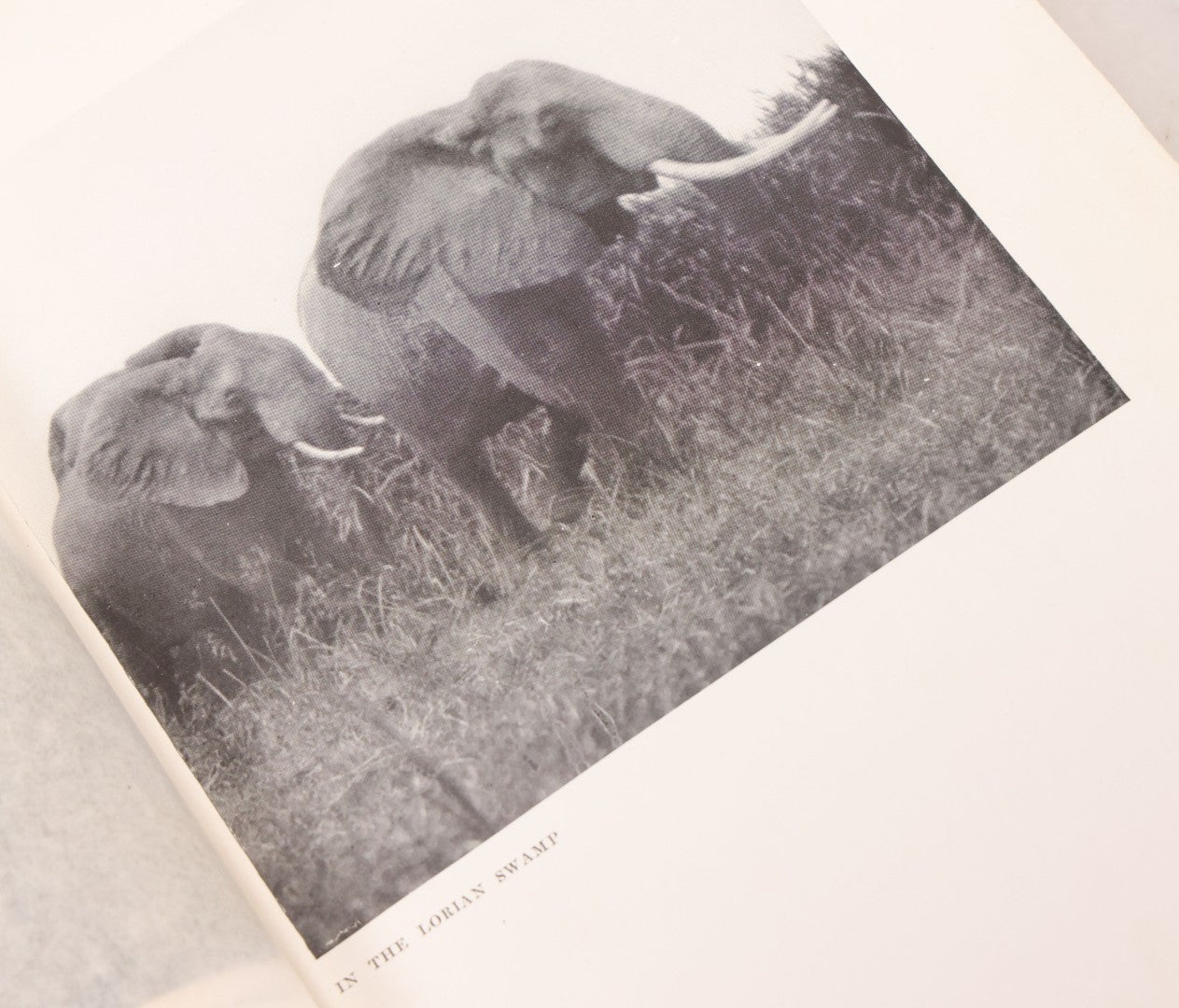 Lot 063 - "Stalking Big Game With A Camera In Equatorial Africa With A Monograph On The African Elephant" Antique Book By Marius Maxwell, Illustrated From Photographs By The Author, The Century Co., New York & London, 1924, First U.S. Edition