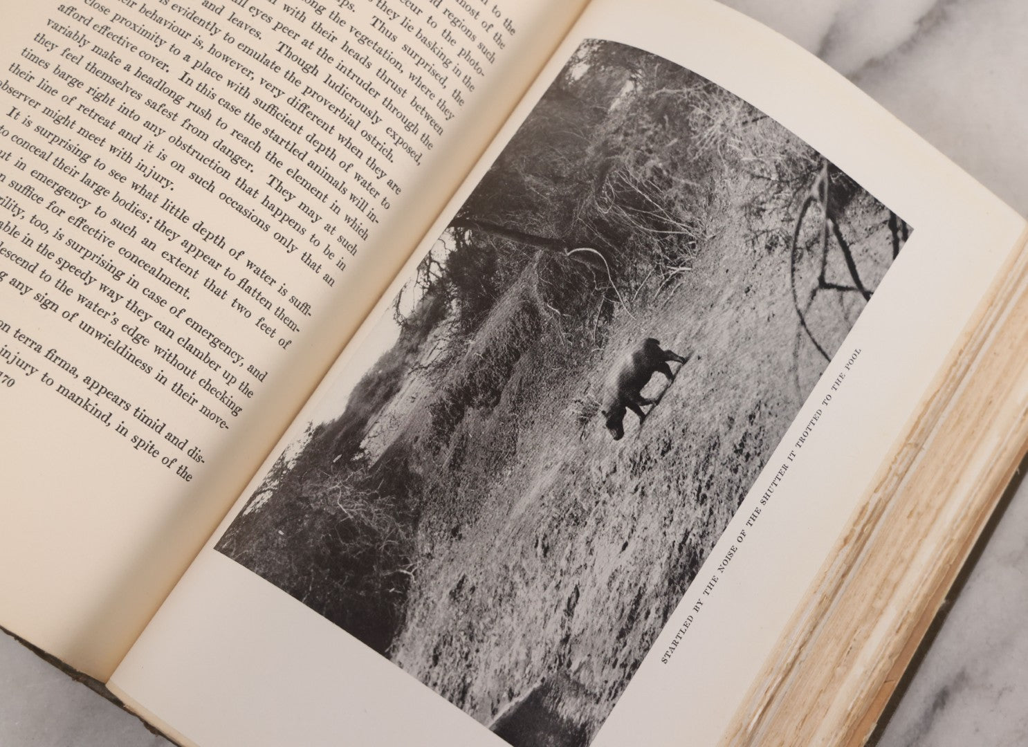 Lot 063 - "Stalking Big Game With A Camera In Equatorial Africa With A Monograph On The African Elephant" Antique Book By Marius Maxwell, Illustrated From Photographs By The Author, The Century Co., New York & London, 1924, First U.S. Edition