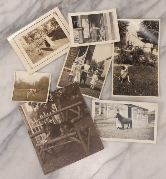 Lot 106 - Grouping Of Seven Antique And Vintage Snapshot Photographs Of People And Their Animals, Including Begging Boston Terrier, Pitbull Puppy, Chicken, Cow, And Mini Horse