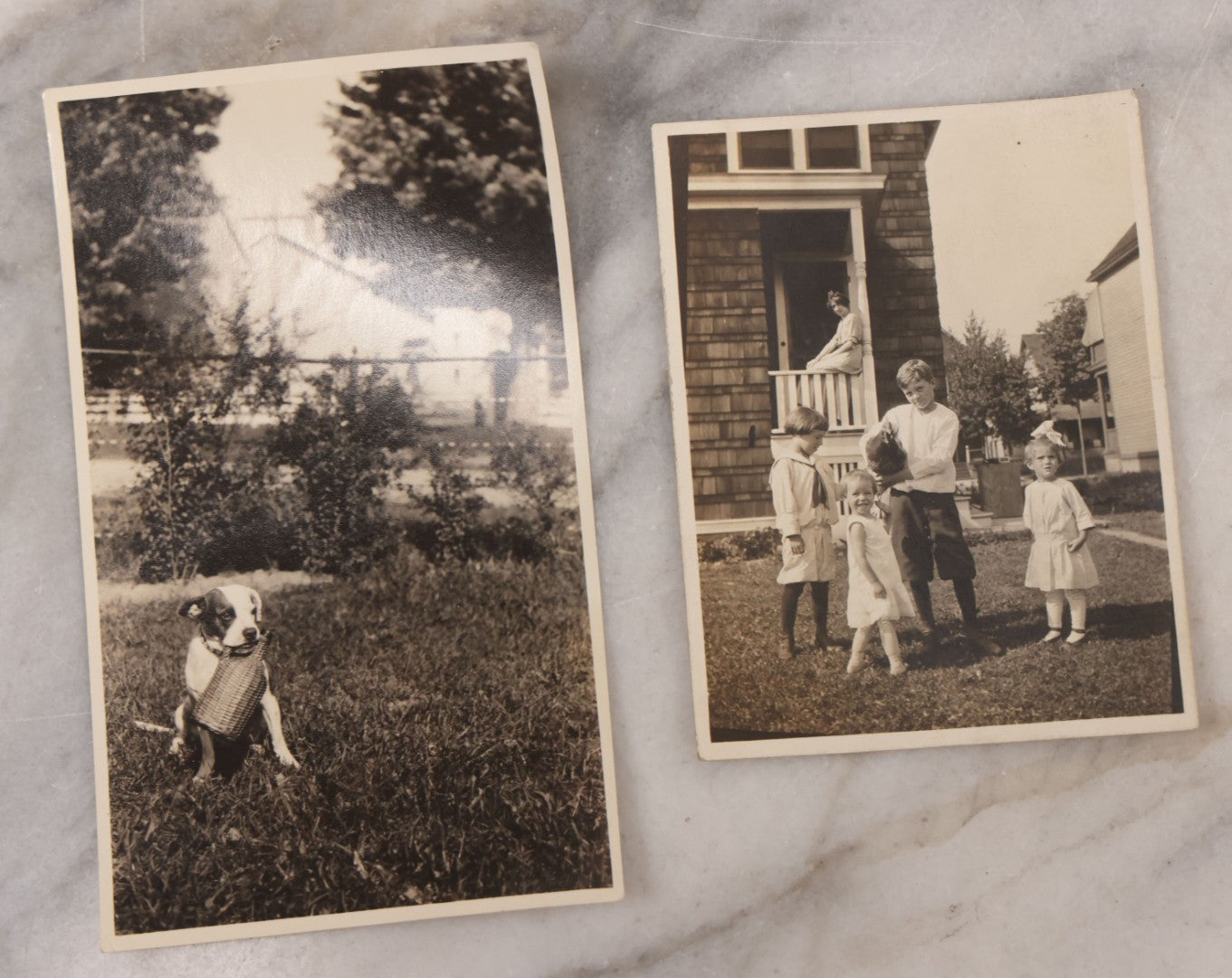 Lot 106 - Grouping Of Seven Antique And Vintage Snapshot Photographs Of People And Their Animals, Including Begging Boston Terrier, Pitbull Puppy, Chicken, Cow, And Mini Horse
