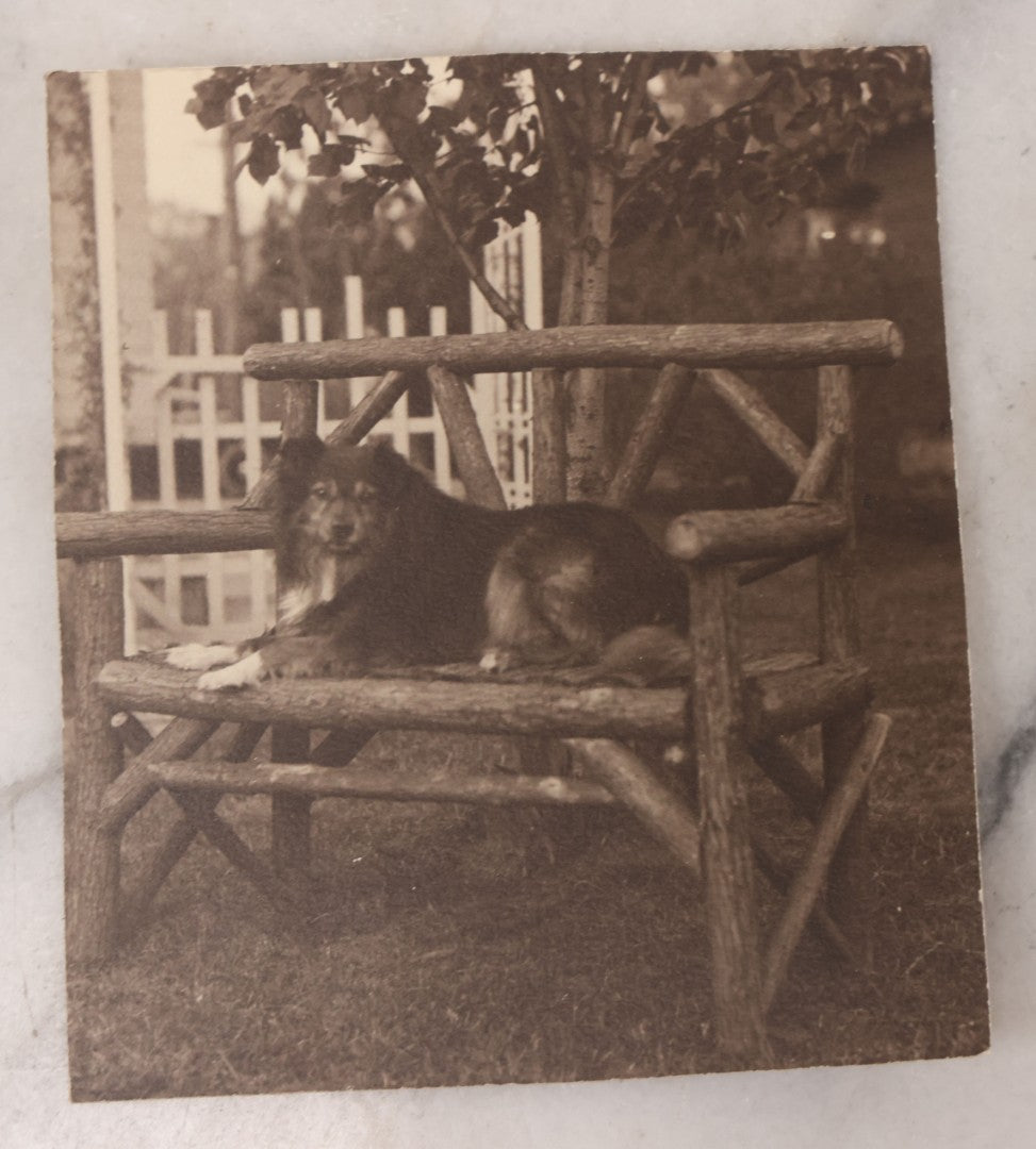 Lot 106 - Grouping Of Seven Antique And Vintage Snapshot Photographs Of People And Their Animals, Including Begging Boston Terrier, Pitbull Puppy, Chicken, Cow, And Mini Horse