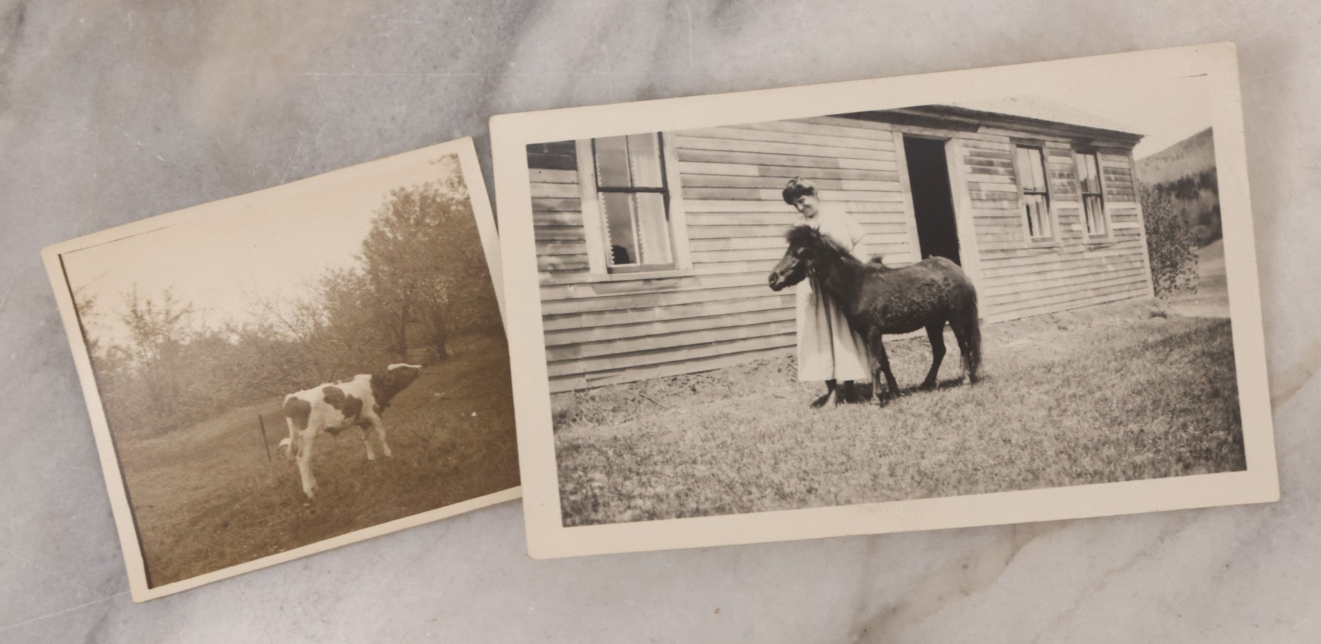 Lot 106 - Grouping Of Seven Antique And Vintage Snapshot Photographs Of People And Their Animals, Including Begging Boston Terrier, Pitbull Puppy, Chicken, Cow, And Mini Horse