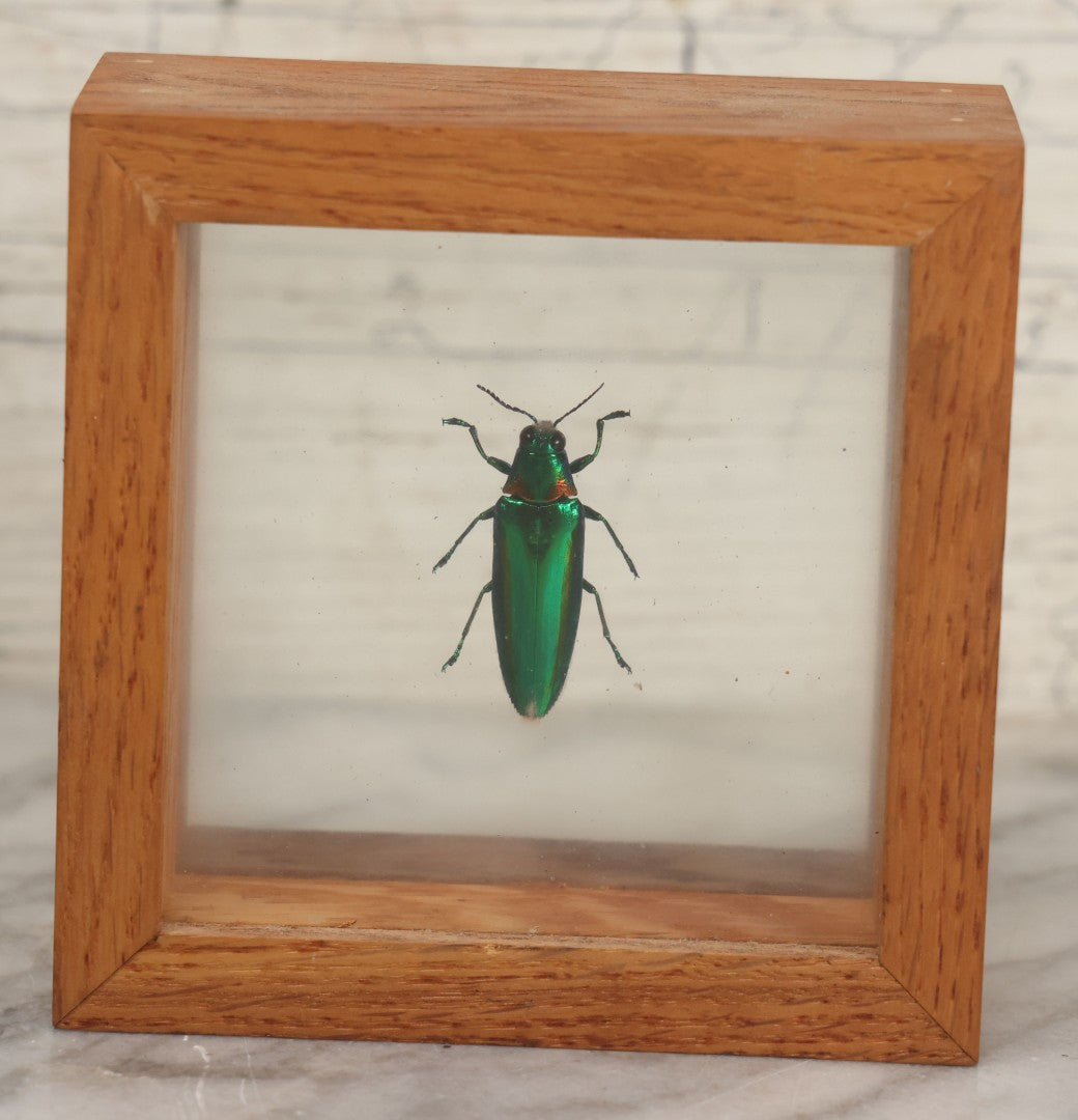 Lot 011 - Vintage Chrysochroa Rajah Green And Red Metallic Beetle Specimen Preparation Shadow Box, Malaysia, 4-1/2" x 4-1/2"