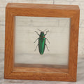 Lot 011 - Vintage Chrysochroa Rajah Green And Red Metallic Beetle Specimen Preparation Shadow Box, Malaysia, 4-1/2" x 4-1/2"