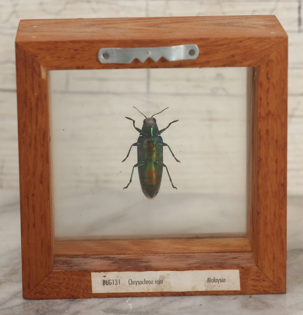 Lot 011 - Vintage Chrysochroa Rajah Green And Red Metallic Beetle Specimen Preparation Shadow Box, Malaysia, 4-1/2" x 4-1/2"