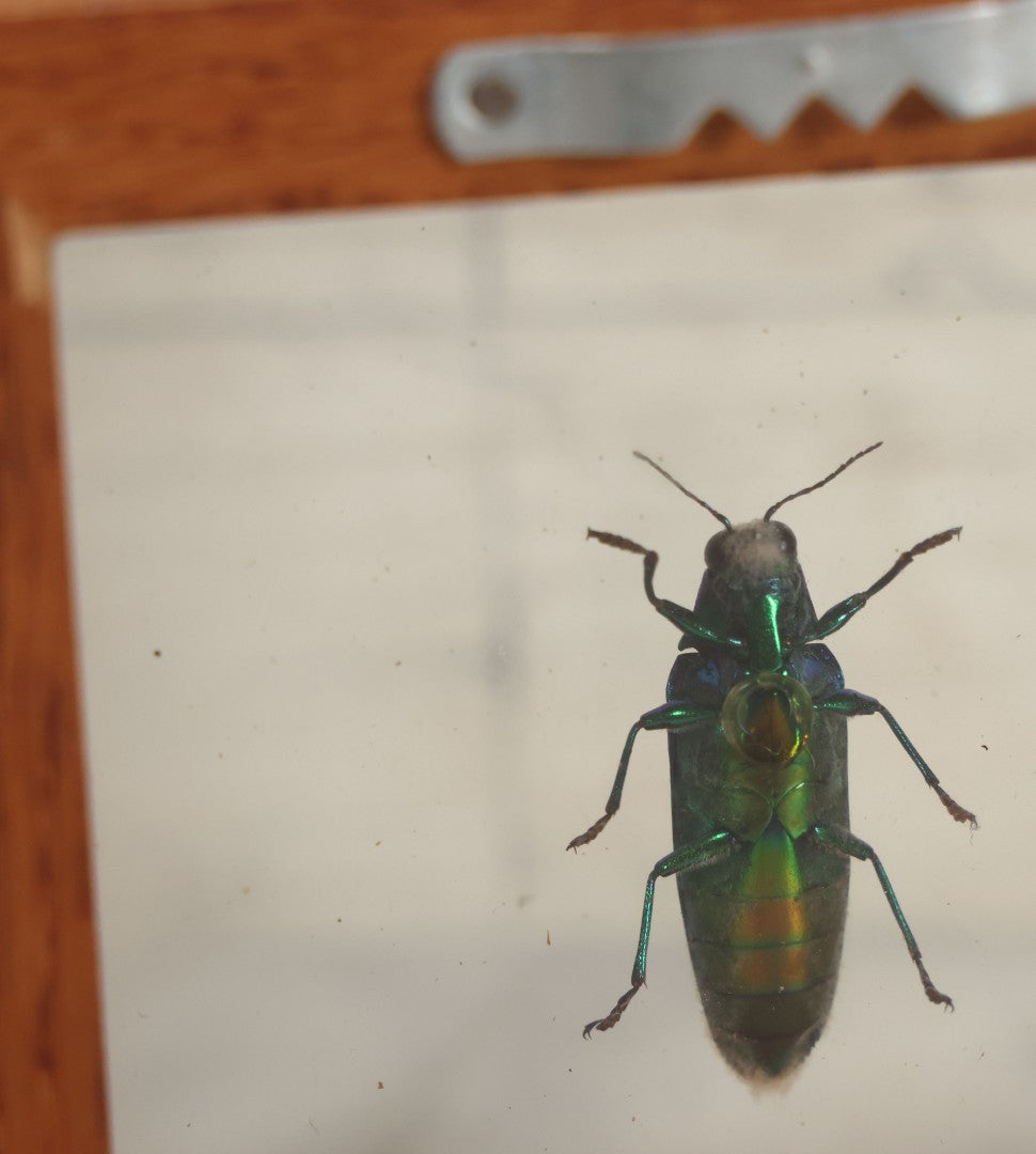 Lot 011 - Vintage Chrysochroa Rajah Green And Red Metallic Beetle Specimen Preparation Shadow Box, Malaysia, 4-1/2" x 4-1/2"