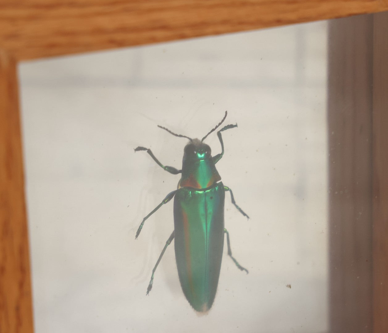 Lot 011 - Vintage Chrysochroa Rajah Green And Red Metallic Beetle Specimen Preparation Shadow Box, Malaysia, 4-1/2" x 4-1/2"