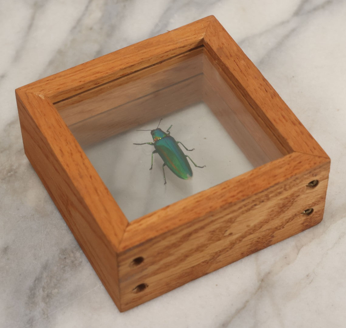 Lot 011 - Vintage Chrysochroa Rajah Green And Red Metallic Beetle Specimen Preparation Shadow Box, Malaysia, 4-1/2" x 4-1/2"