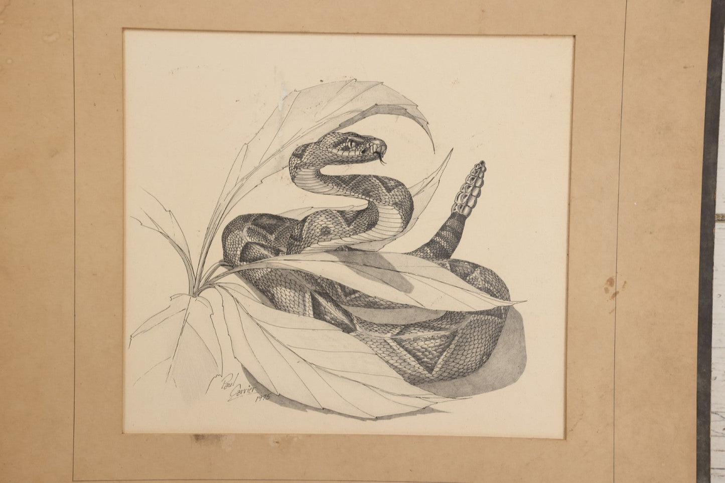 Lot 041 - Vintage Pen And Ink Rattlesnake Illustration On Artist Board With Custom Mat, Artist Signed Paul Carrier, Dated 1975, Unframed