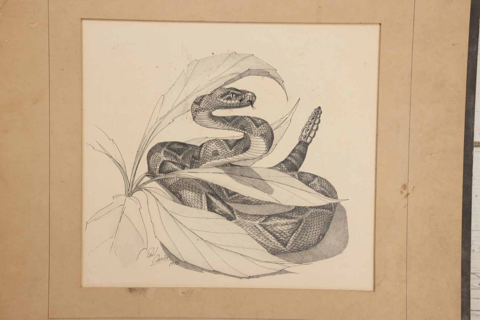 Lot 041 - Vintage Pen And Ink Rattlesnake Illustration On Artist Board With Custom Mat, Artist Signed Paul Carrier, Dated 1975, Unframed