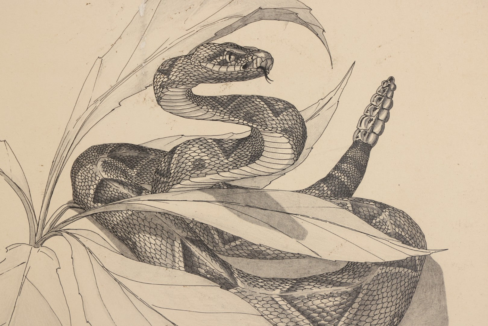 Lot 041 - Vintage Pen And Ink Rattlesnake Illustration On Artist Board With Custom Mat, Artist Signed Paul Carrier, Dated 1975, Unframed