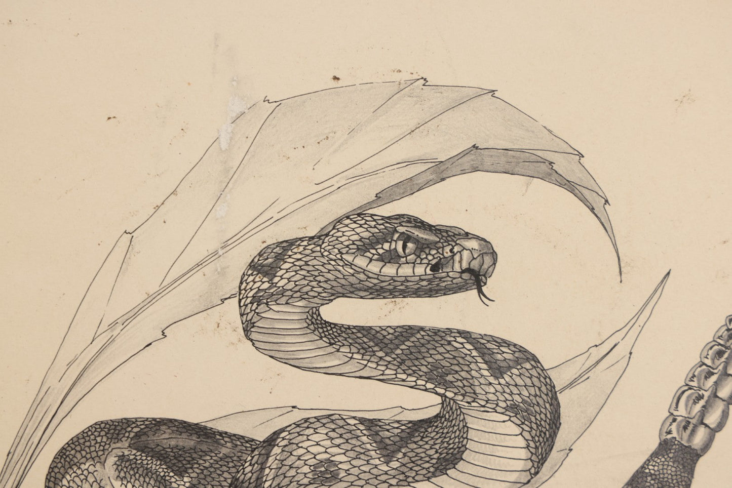Lot 041 - Vintage Pen And Ink Rattlesnake Illustration On Artist Board With Custom Mat, Artist Signed Paul Carrier, Dated 1975, Unframed