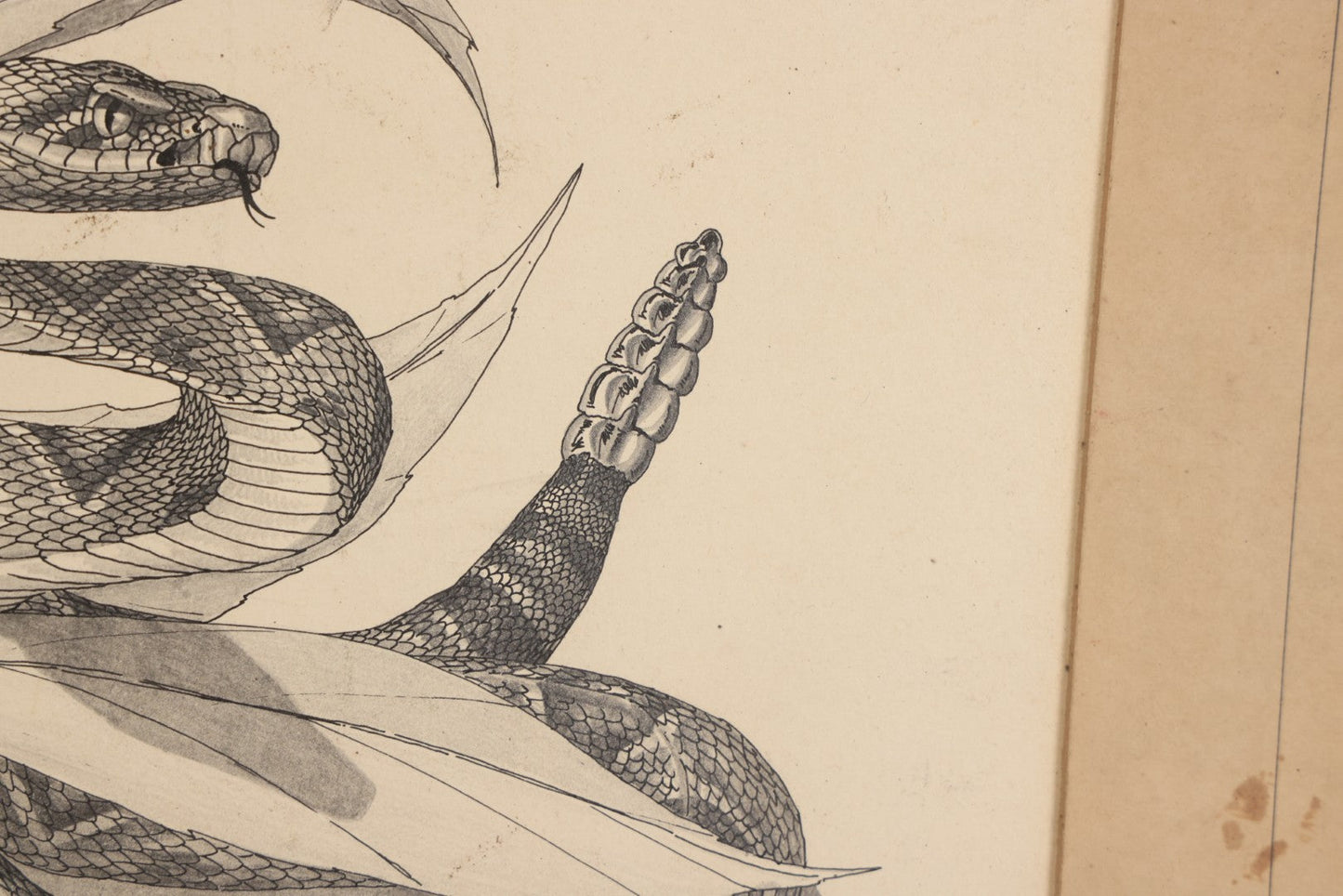 Lot 041 - Vintage Pen And Ink Rattlesnake Illustration On Artist Board With Custom Mat, Artist Signed Paul Carrier, Dated 1975, Unframed