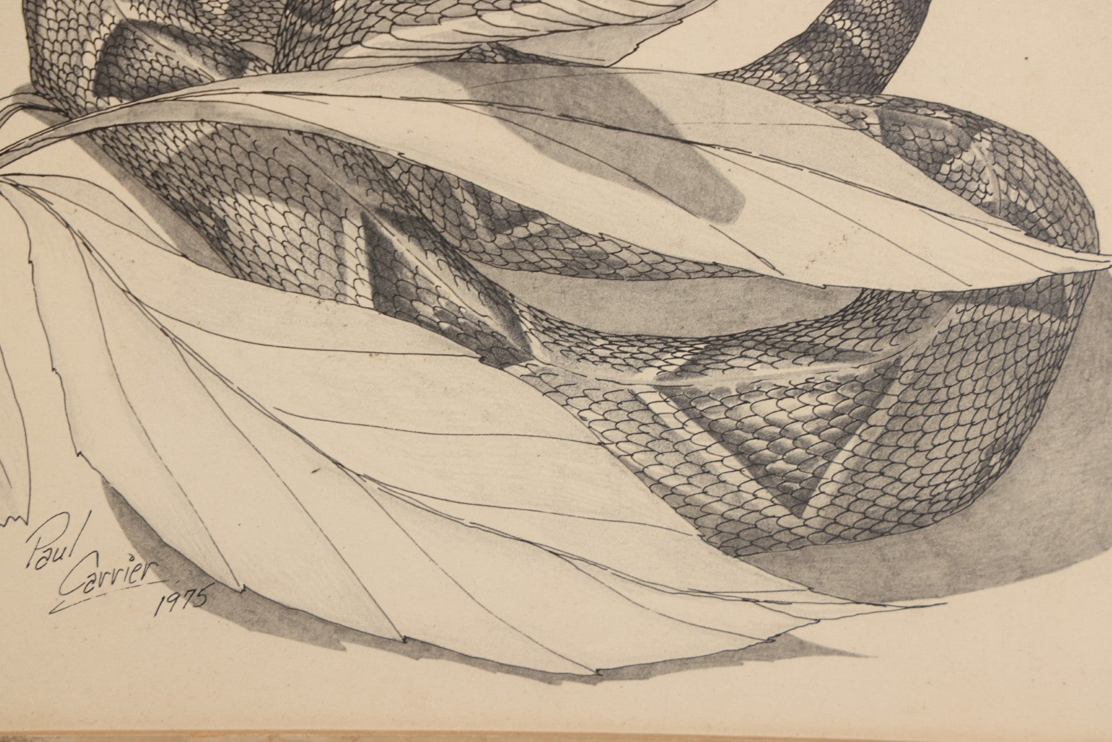 Lot 041 - Vintage Pen And Ink Rattlesnake Illustration On Artist Board With Custom Mat, Artist Signed Paul Carrier, Dated 1975, Unframed