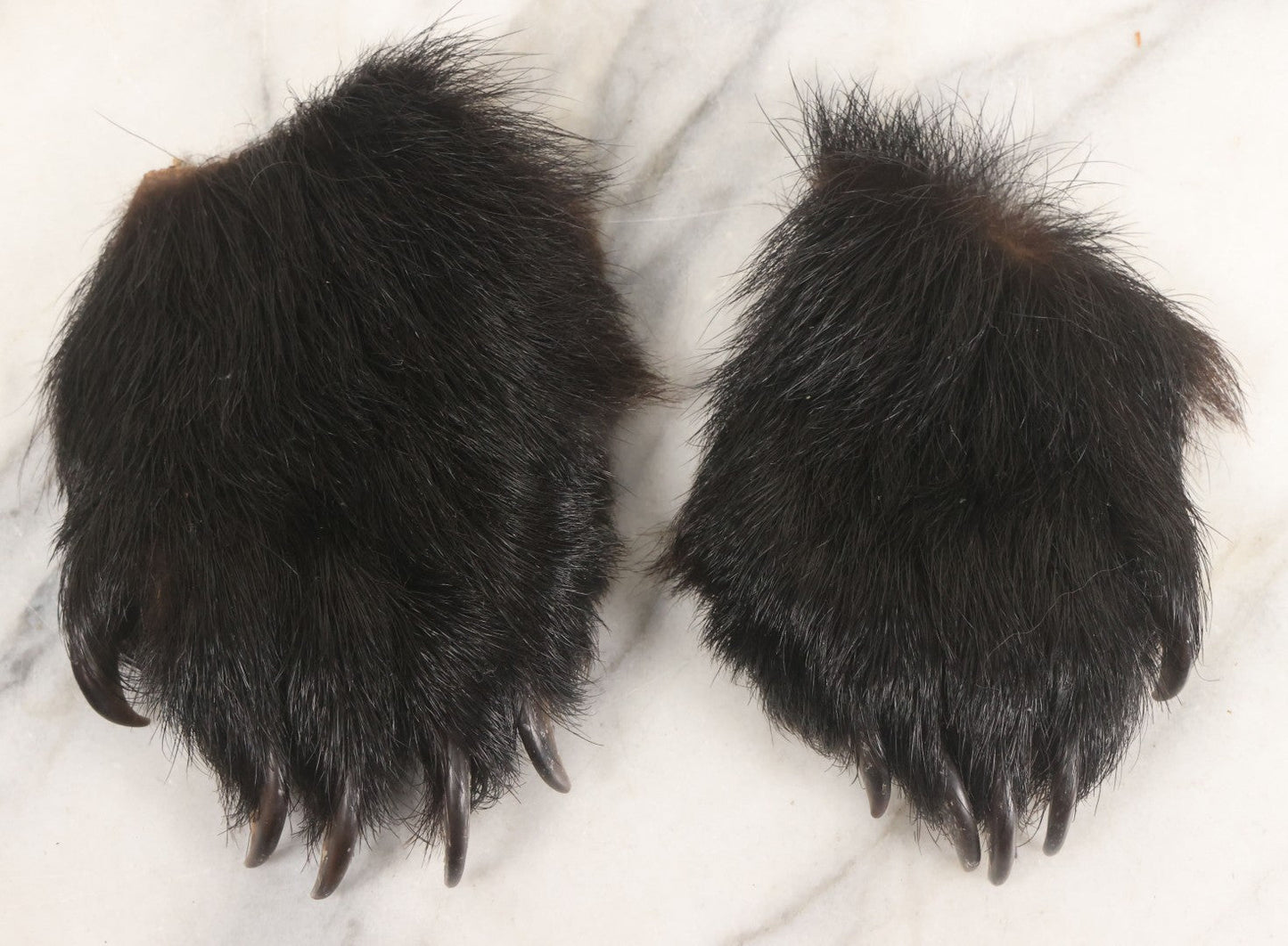 Lot 044 - Pair Of Vintage Loose Taxidermy Bear Claws